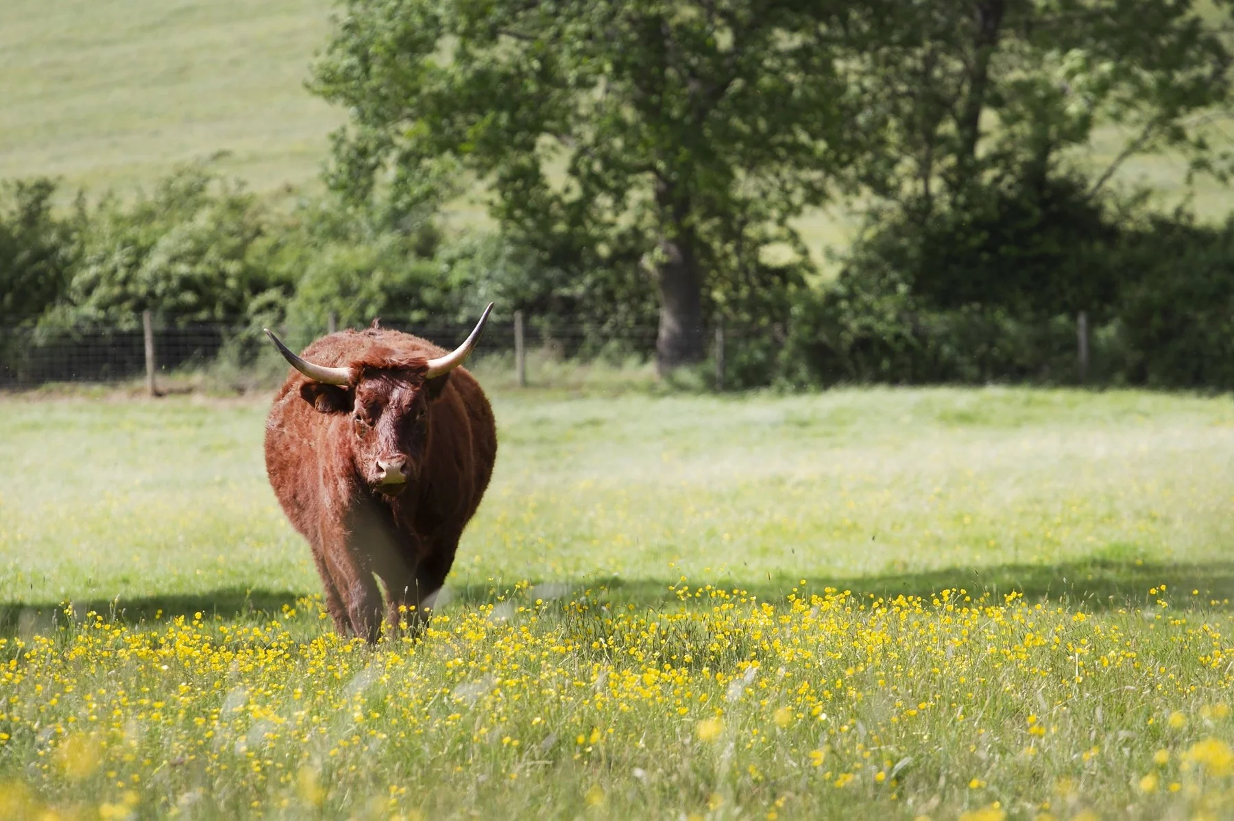 Ondine (MONTBLANC x Lichette)