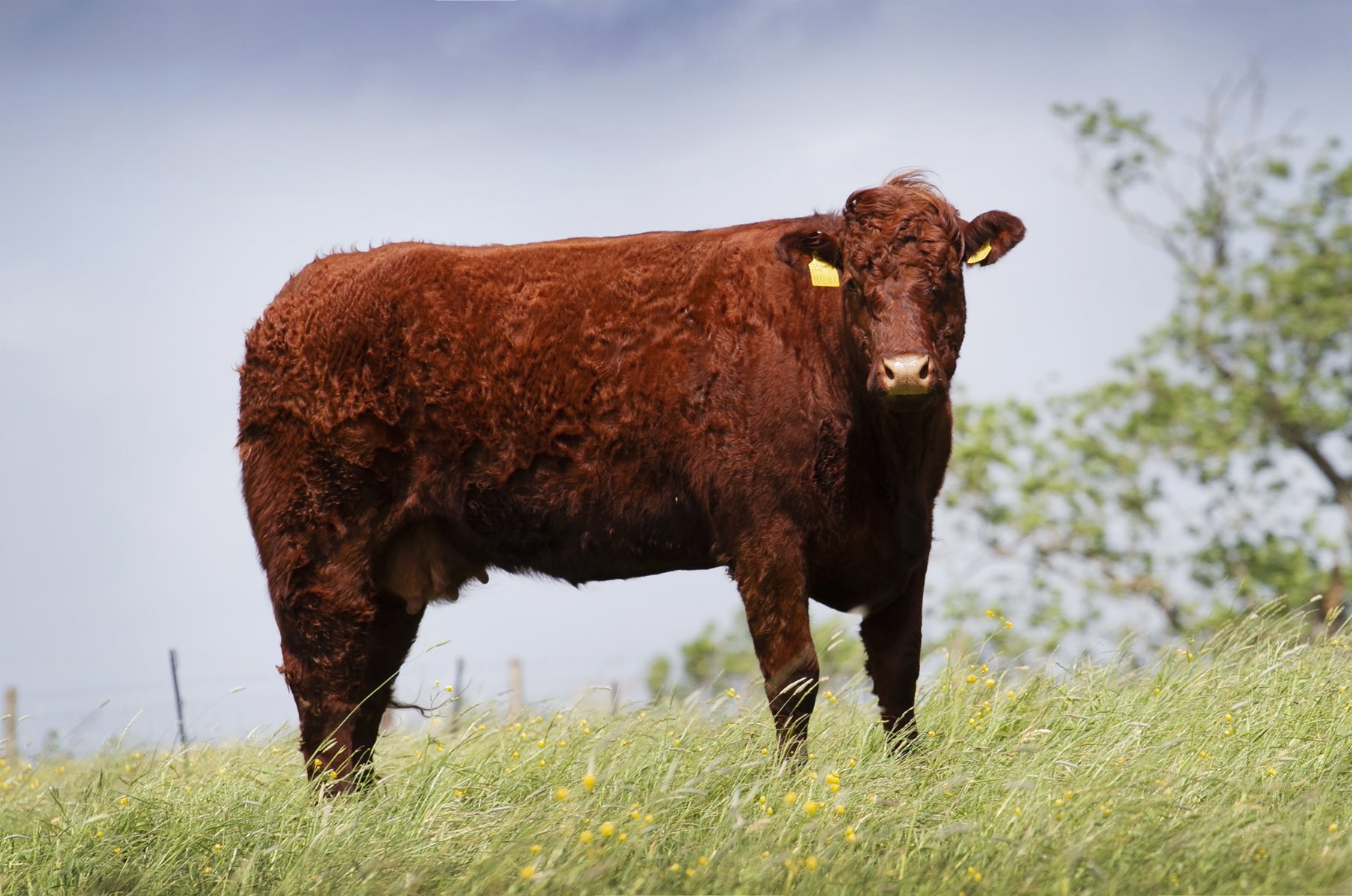 Seawell Malina (Domino x Seawell Idaho)