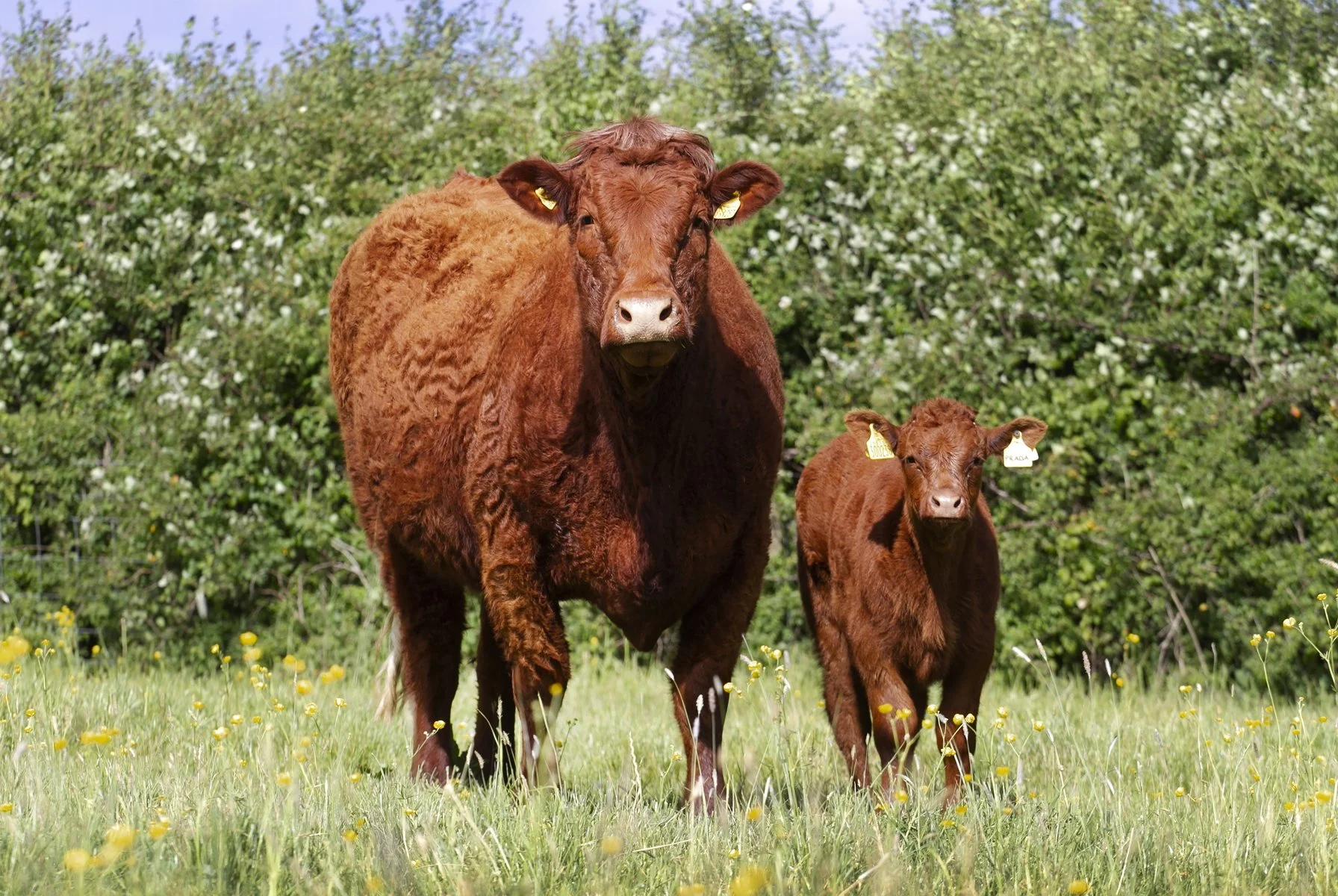 Cleuchhead Hope 1257 (Illien x Cleuchhead Hope 10th)