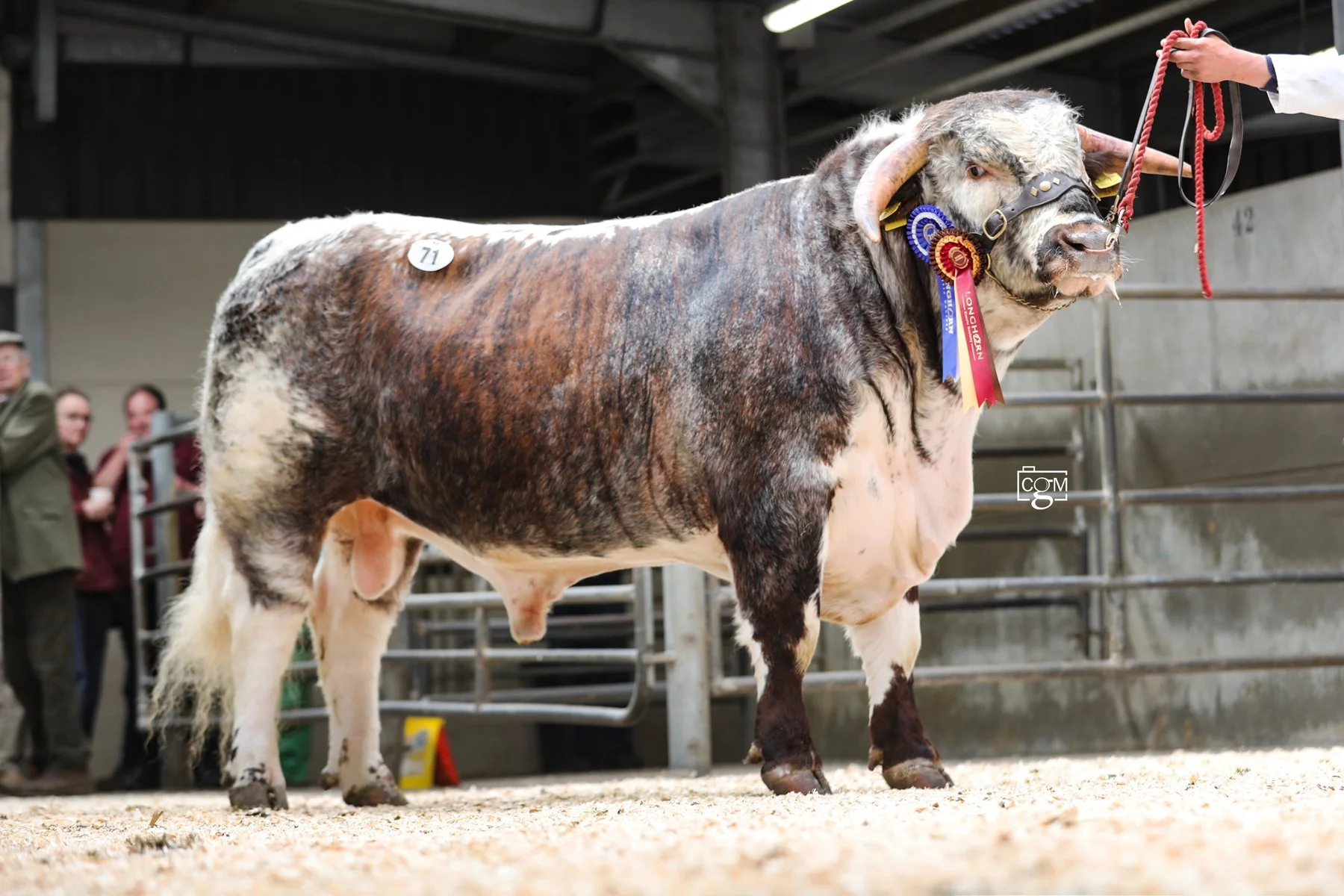 Wentworth takes reserve male champion at Worcester sale