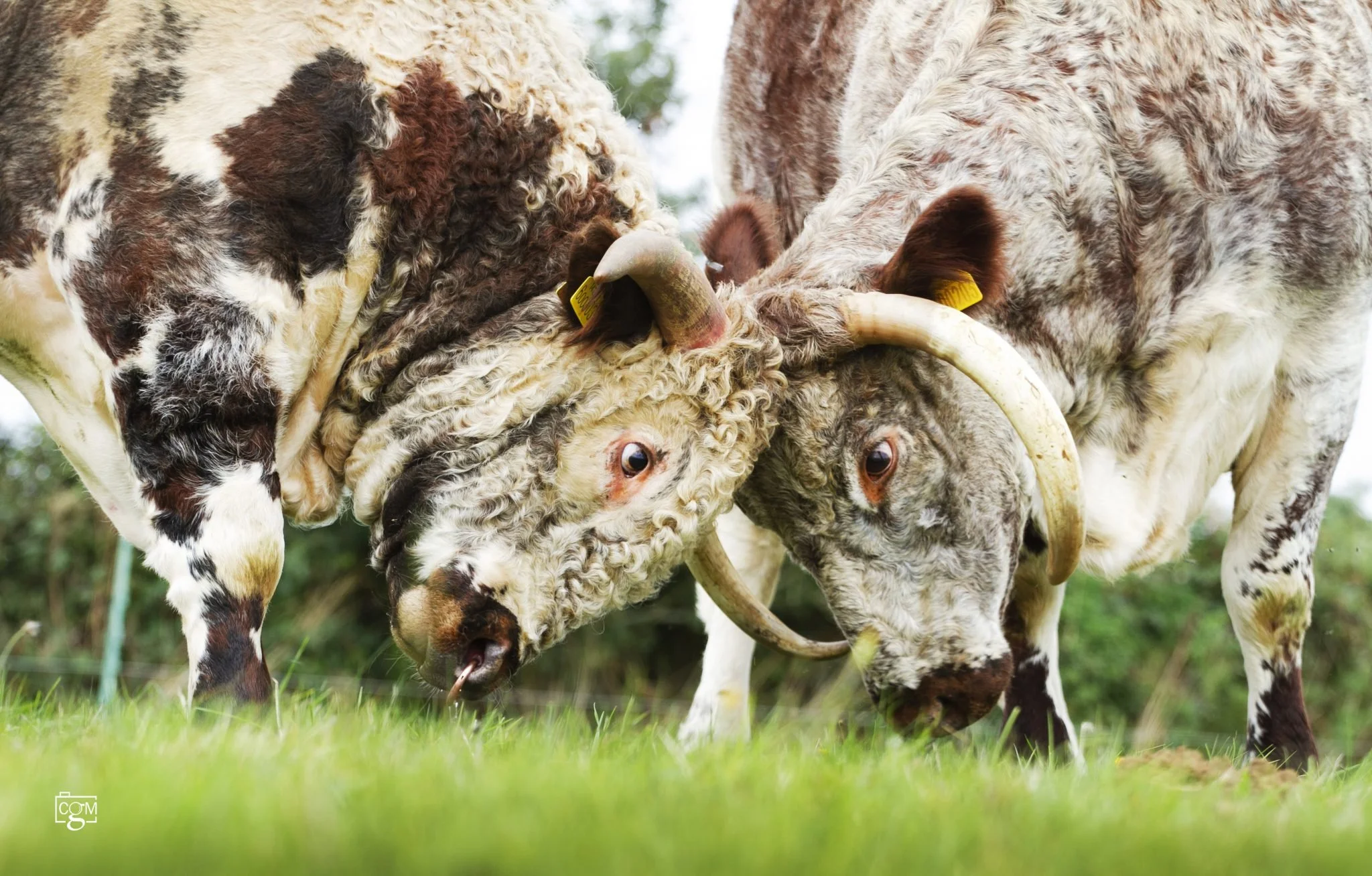Gentons Longhorns excel at this year’s NBDC linear assessment