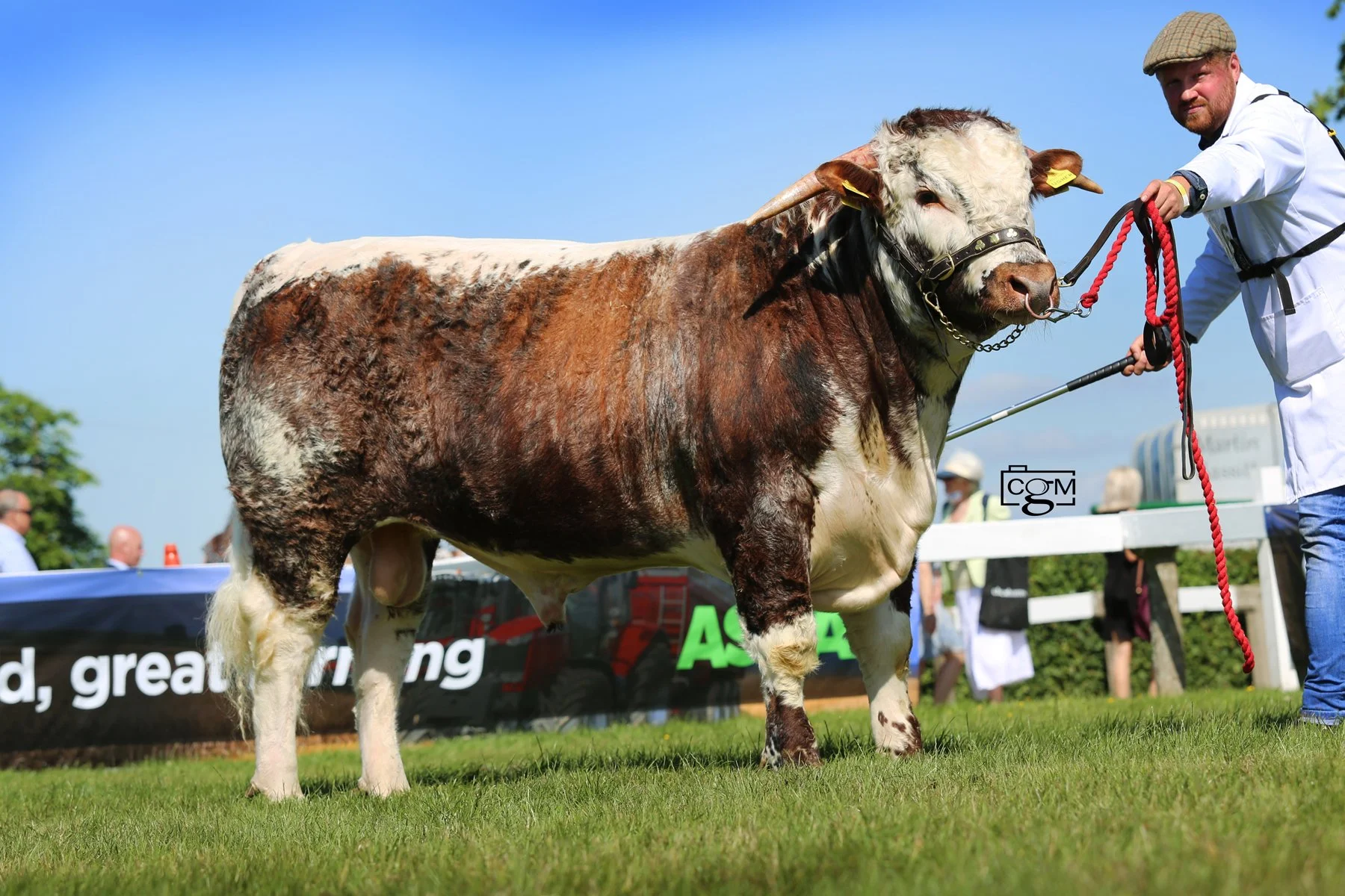 Youngstock fly the flag for Gentons at Great Yorkshire