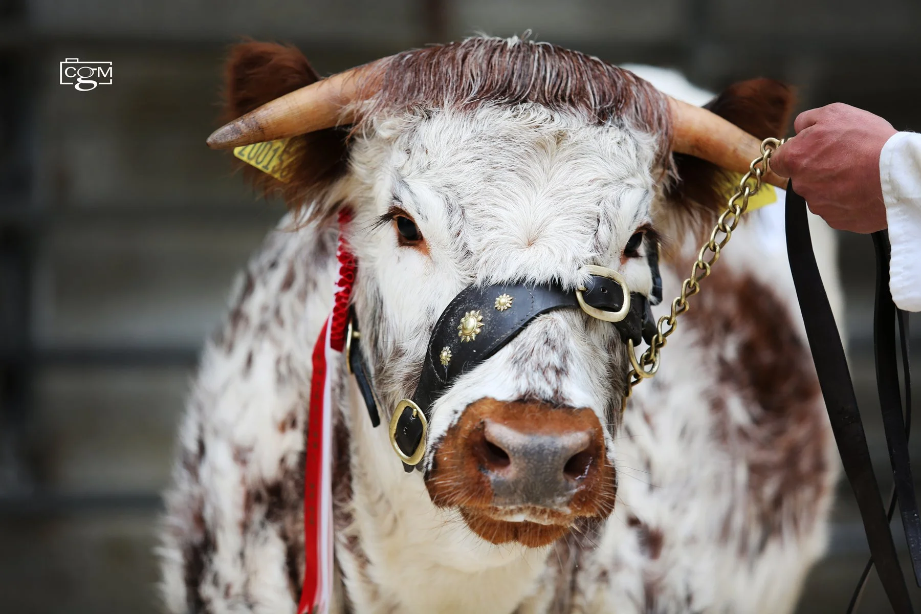 Gentons Longhorn heifers hit 2800gns at Worcester