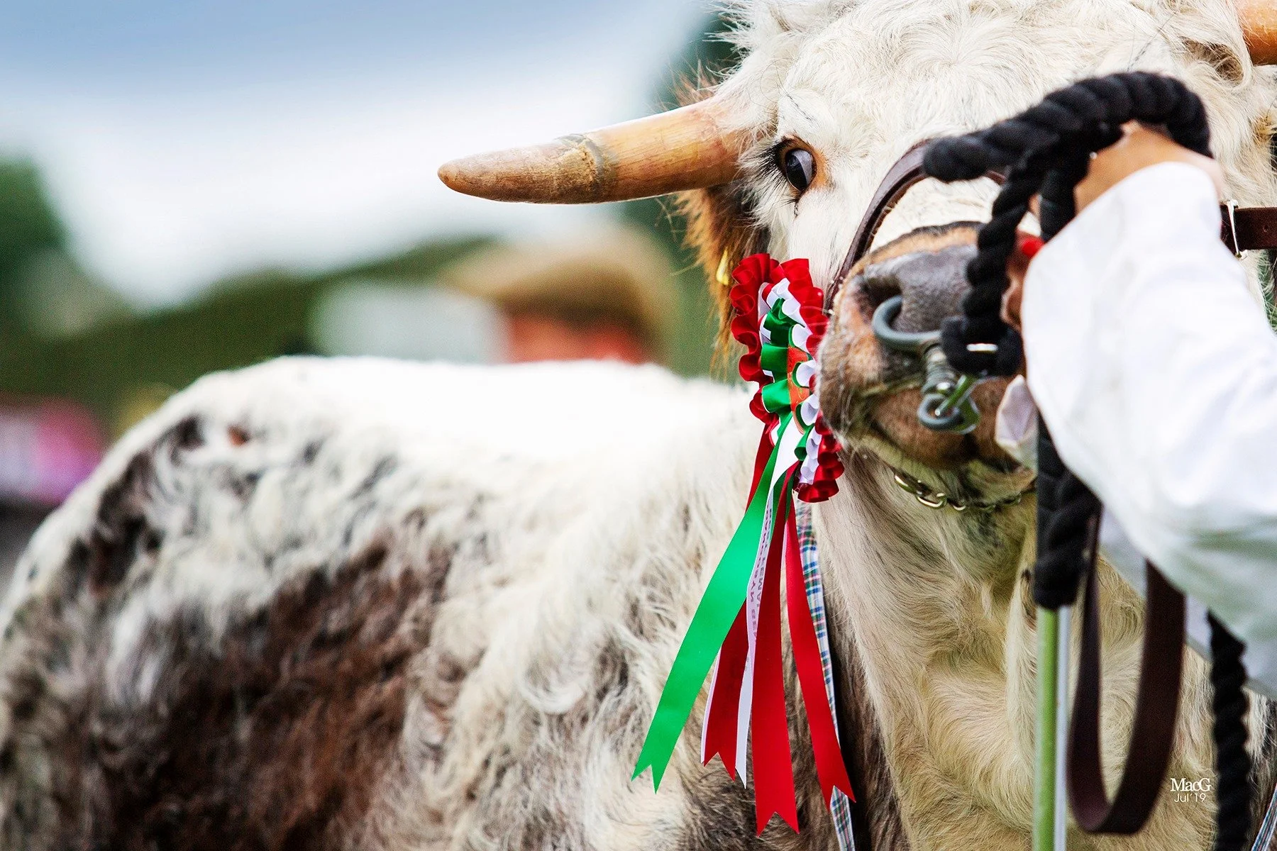 Royal Welsh breed championship success for Sara