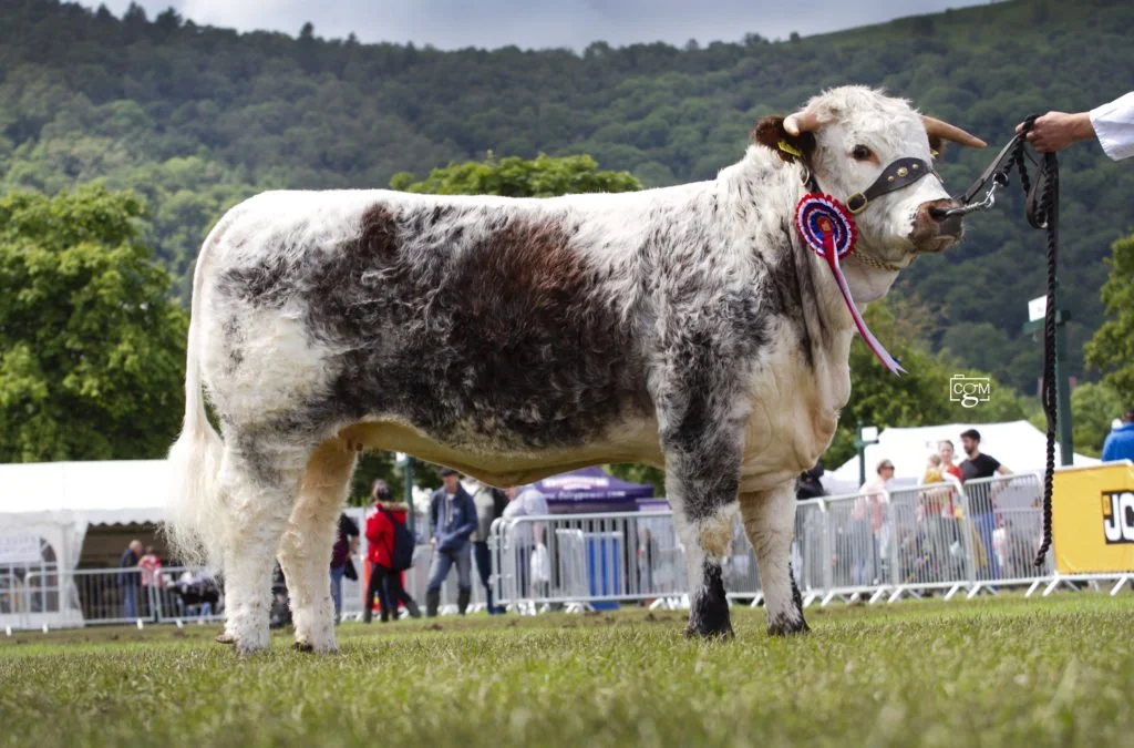 Interbreed success for Gentons Sara