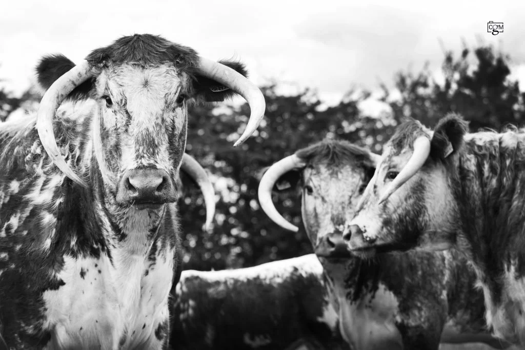 Fantastic Linear Assessment scores for Gentons herd