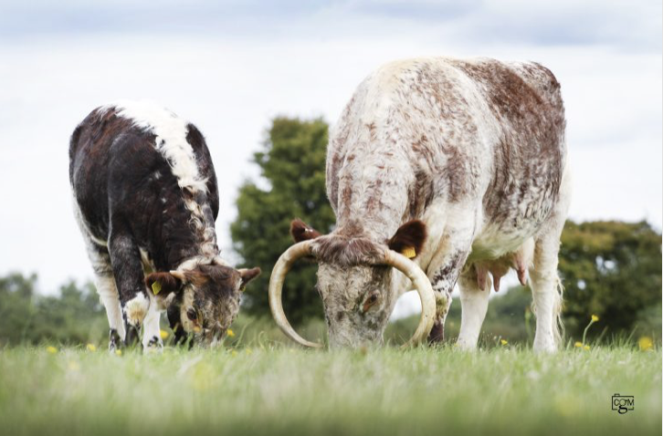 Gorse Quesnelia takes top spot at Hanbury Show
