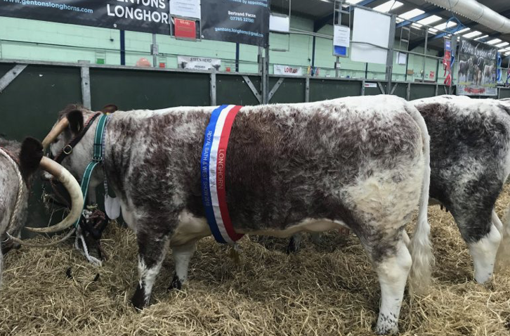 Breed champion success for Qasim at the Royal Bath and West&nbsp;