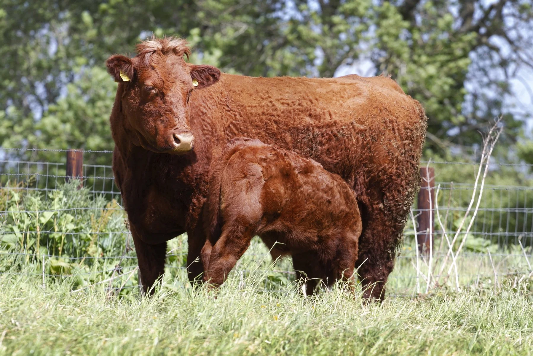 Cleuchhead Carat (Poldean Vince x Cleuchhead Carat 3rd)