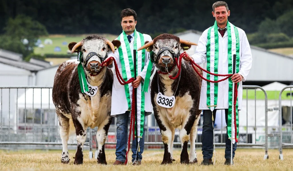 Three reserve interbreeds at this years Royal Welsh show
