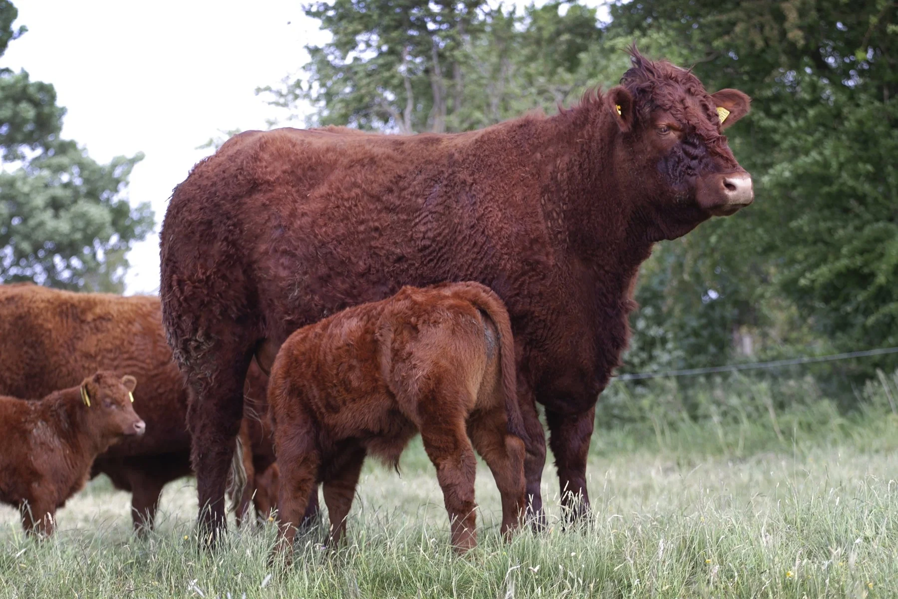 Cumbrian Jolie 916 (Ideal x Cumbrian Jolie 605)