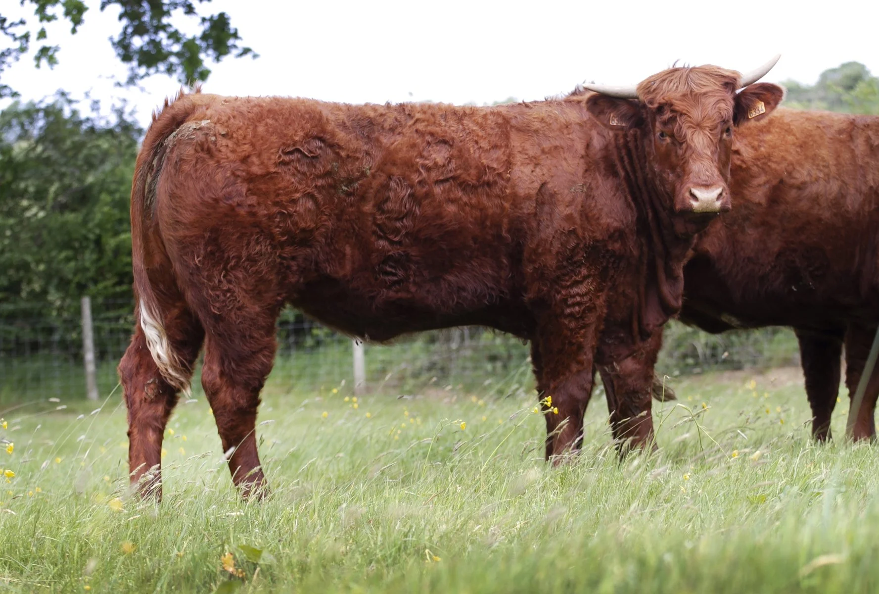 Naxos (Herbin x Edwige) bulling heifer