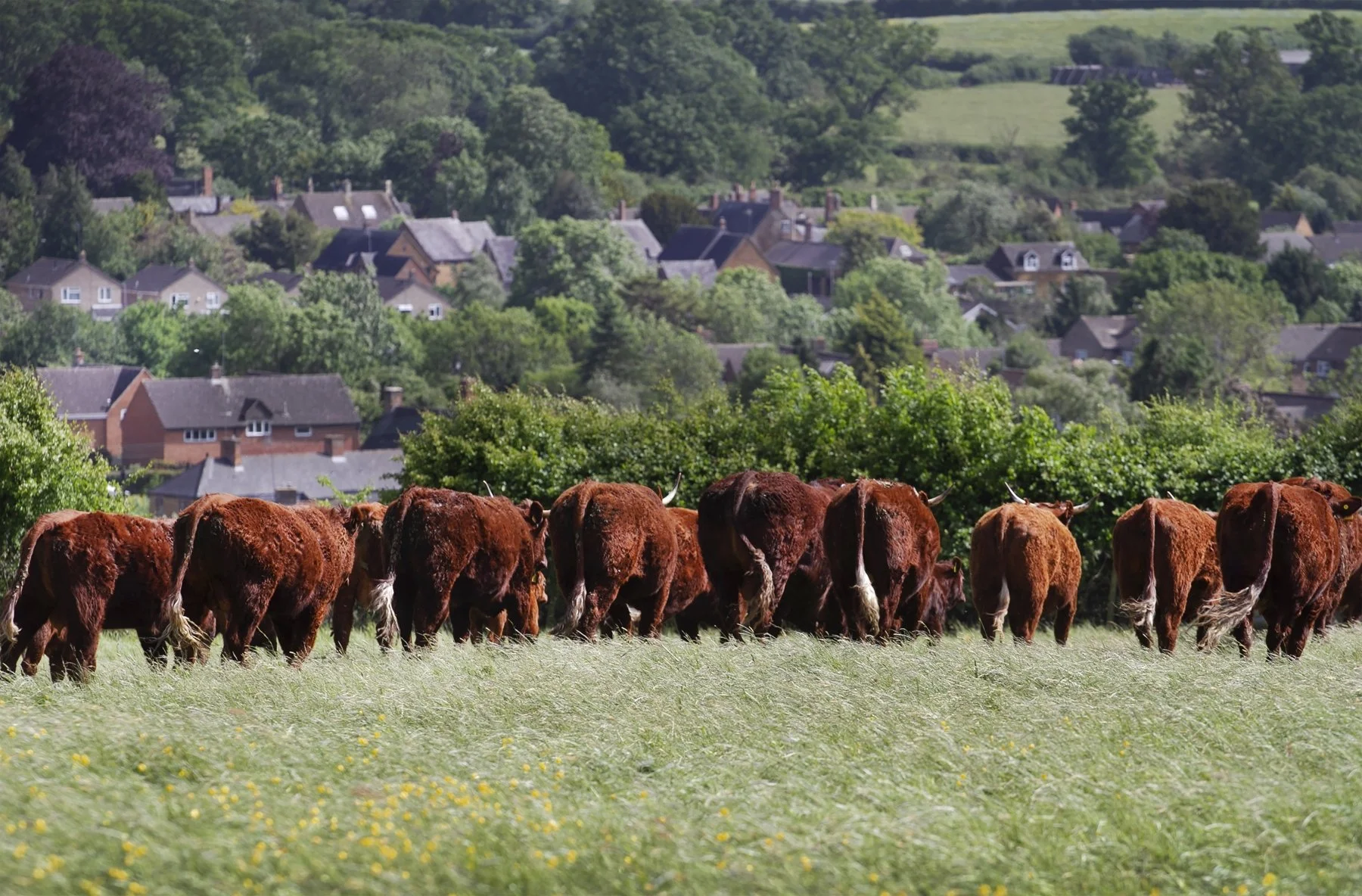 The herd grazing at Painters Farm