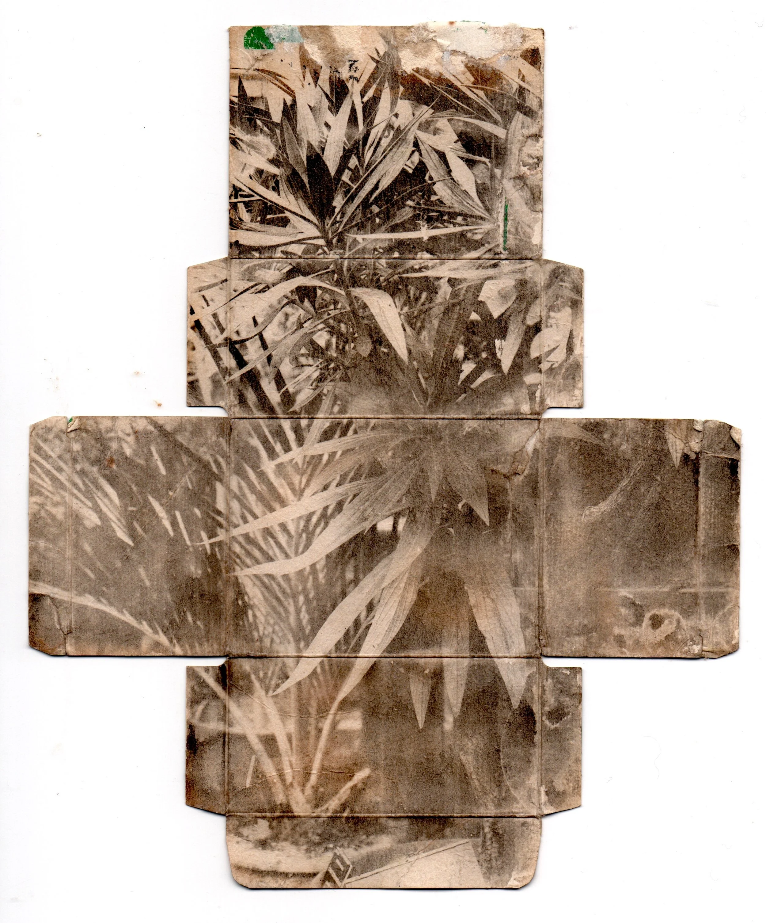 Eileen White simple OP1 plant dev publication SD  copy 2.jpeg