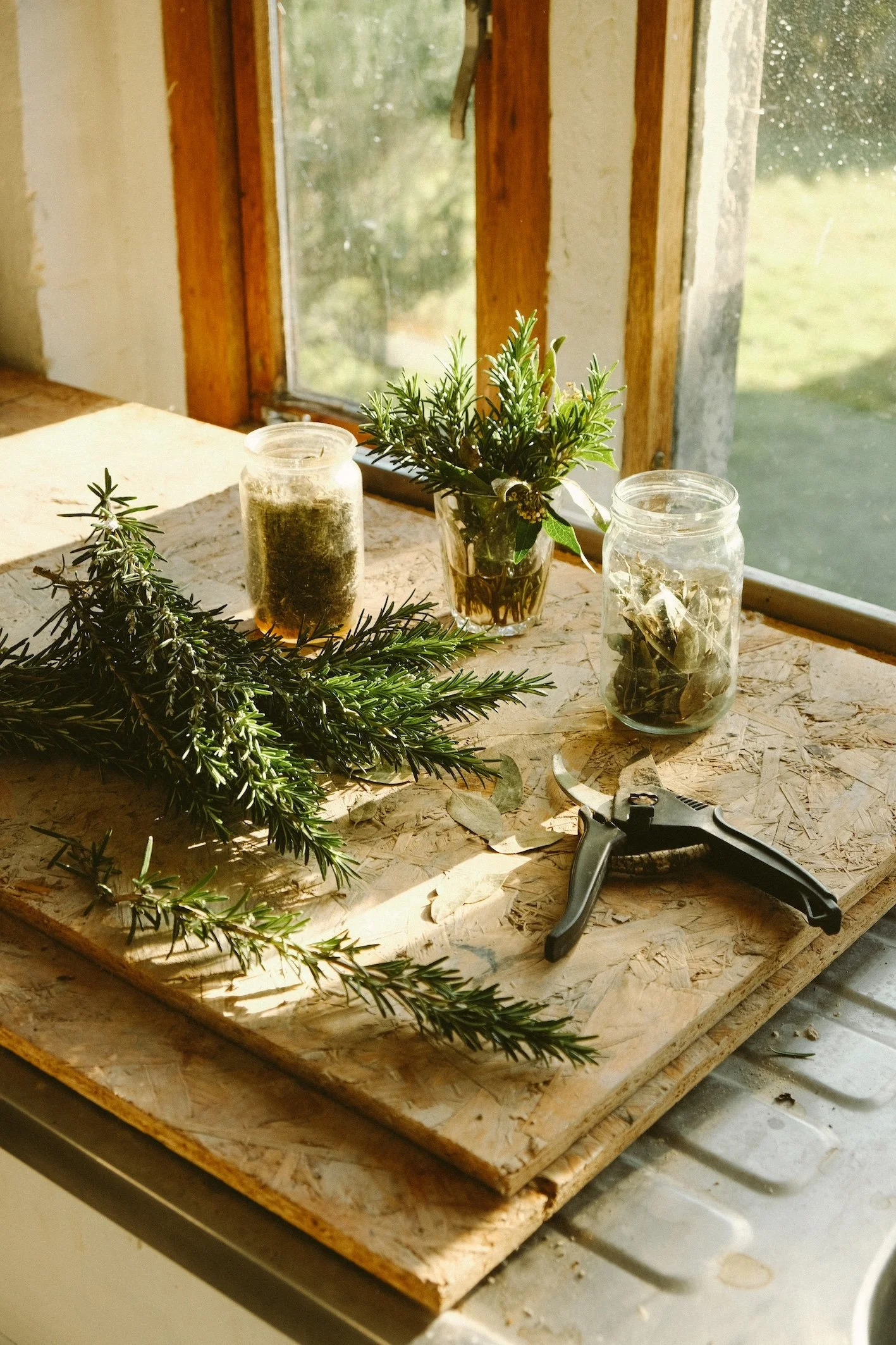 plants for chemistry