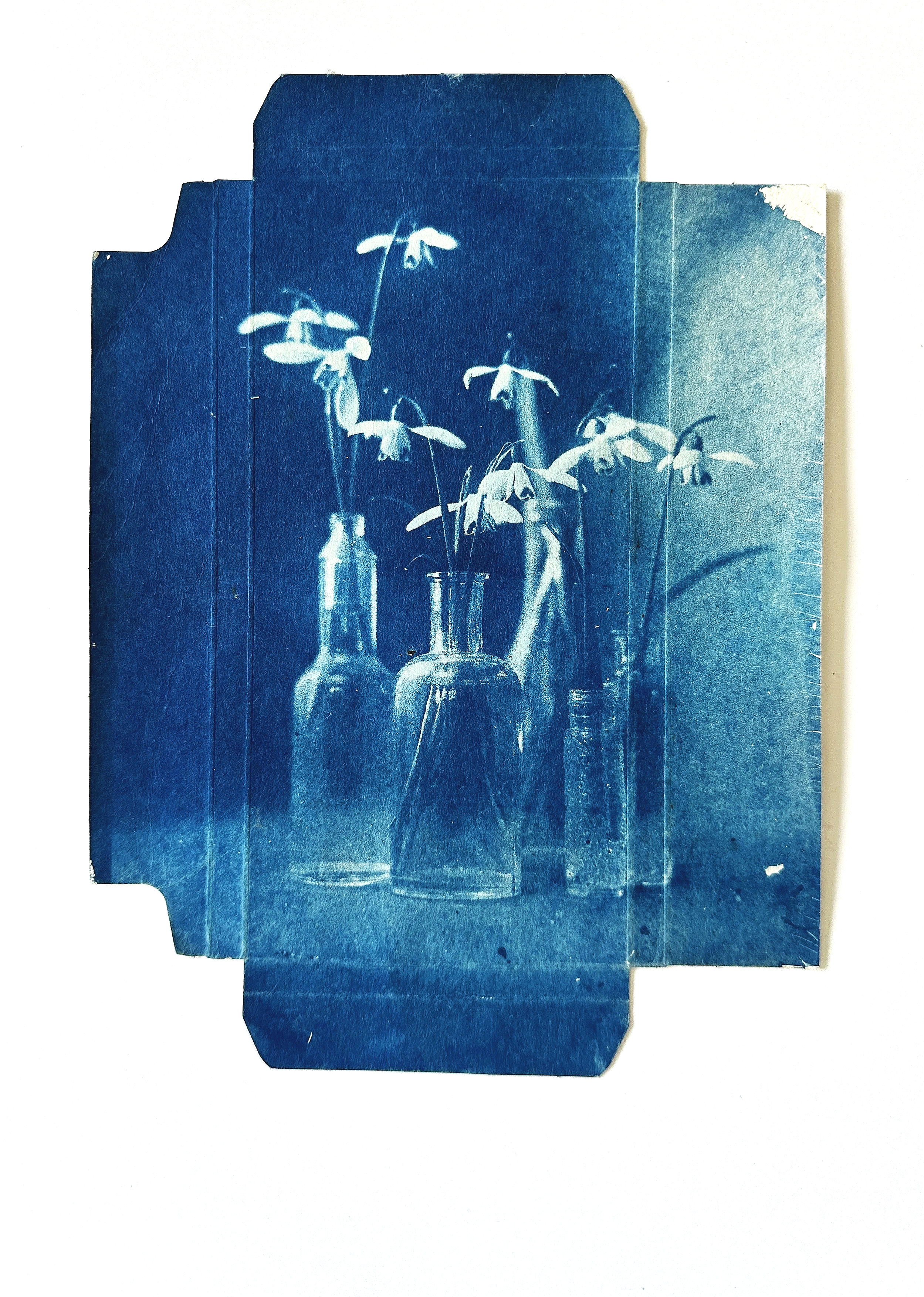 Eileen White_cyanotype print on recycled packaging:sd:ew:24:21 x 17 cm.JPG