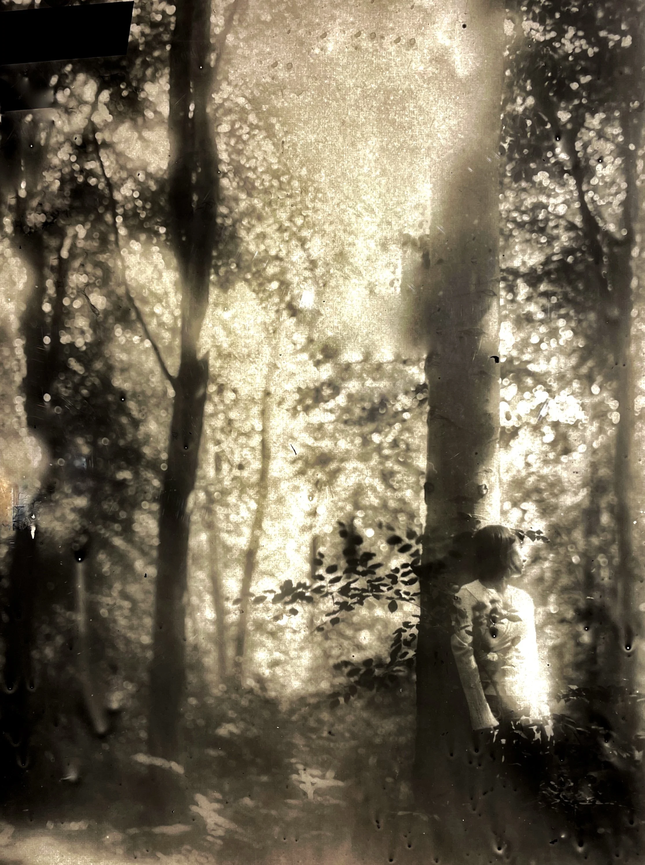 image of trees on a lightbox showing a girl looking up to the sky. all sepia colours quite magical