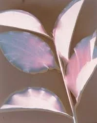 white and pink leaf photographic print almost brown background