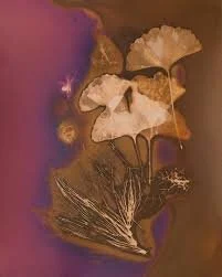 slightly red coloured photographic print of a flower