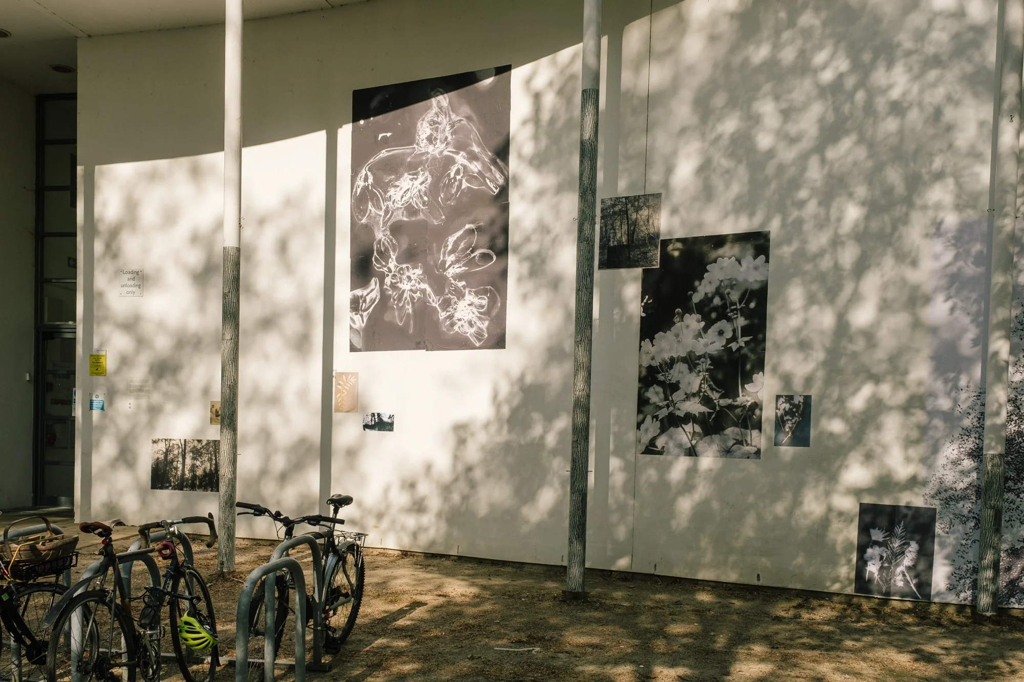 shadows of trees layered over black and white prints on an outside wall in dappled sunlight