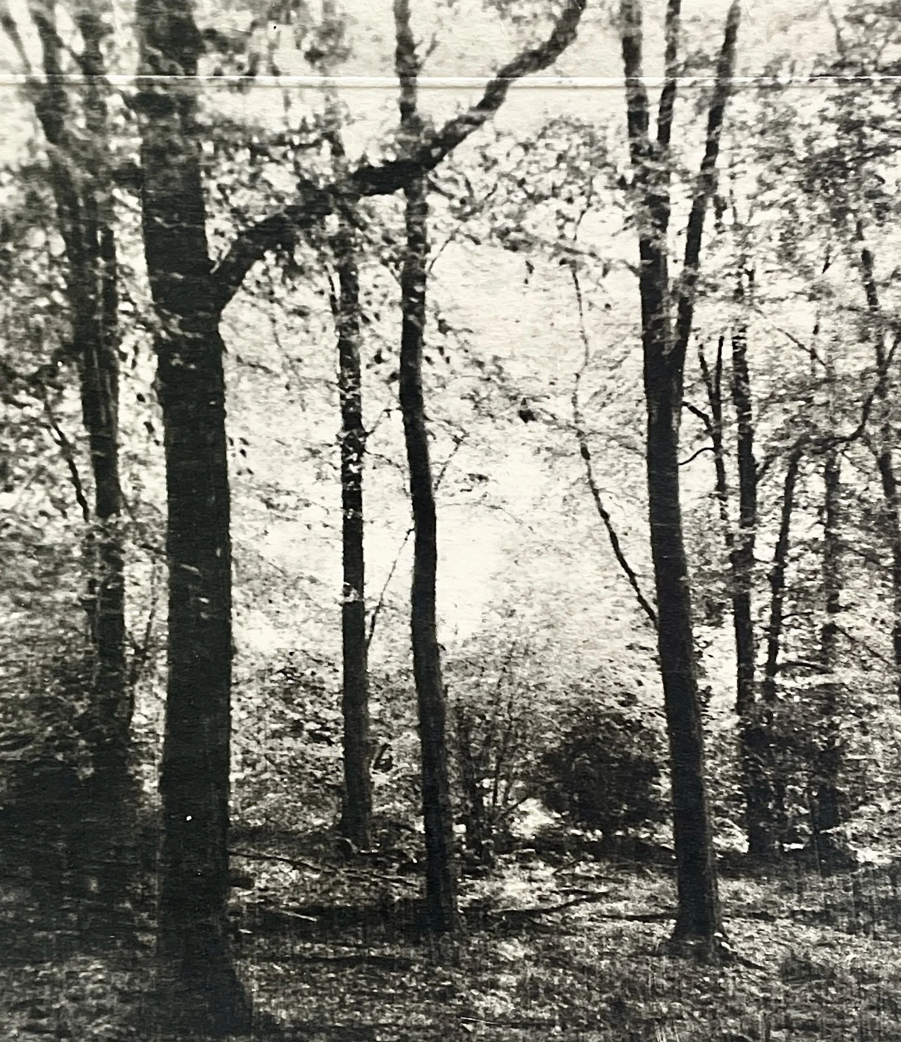 crab wood 3 detail  copy.jpg