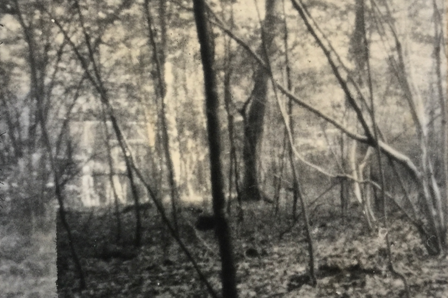 eepia image of a tree in a woodl