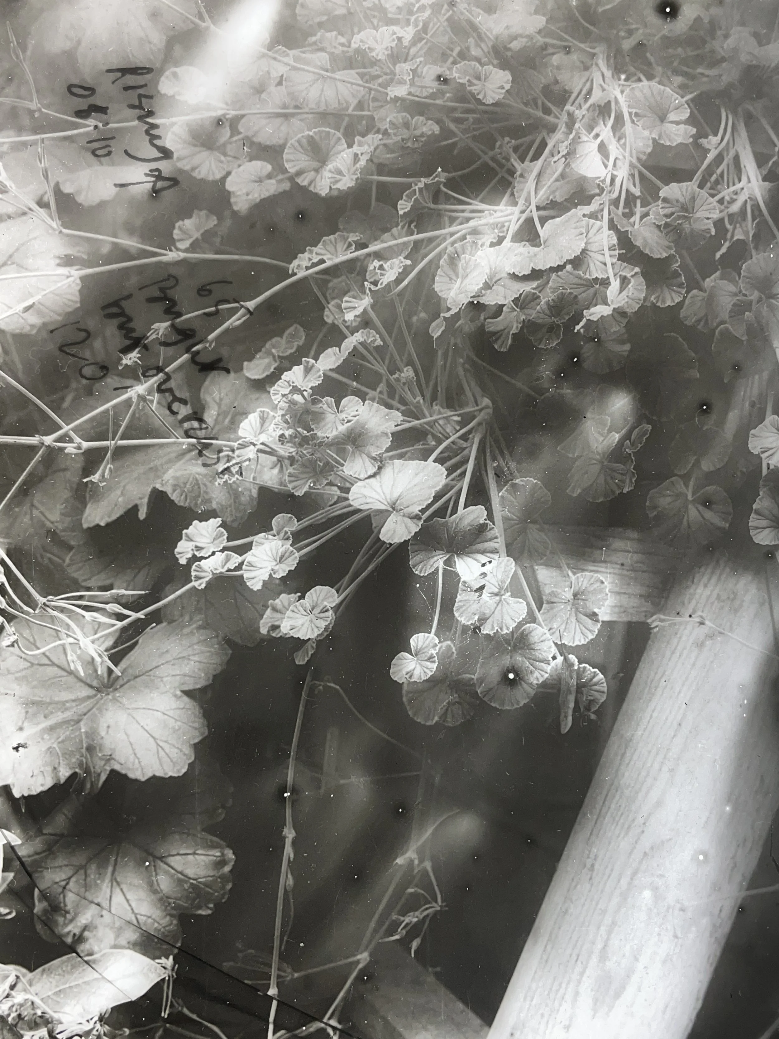 light box image in black and white of anenomes in a garden diffused light