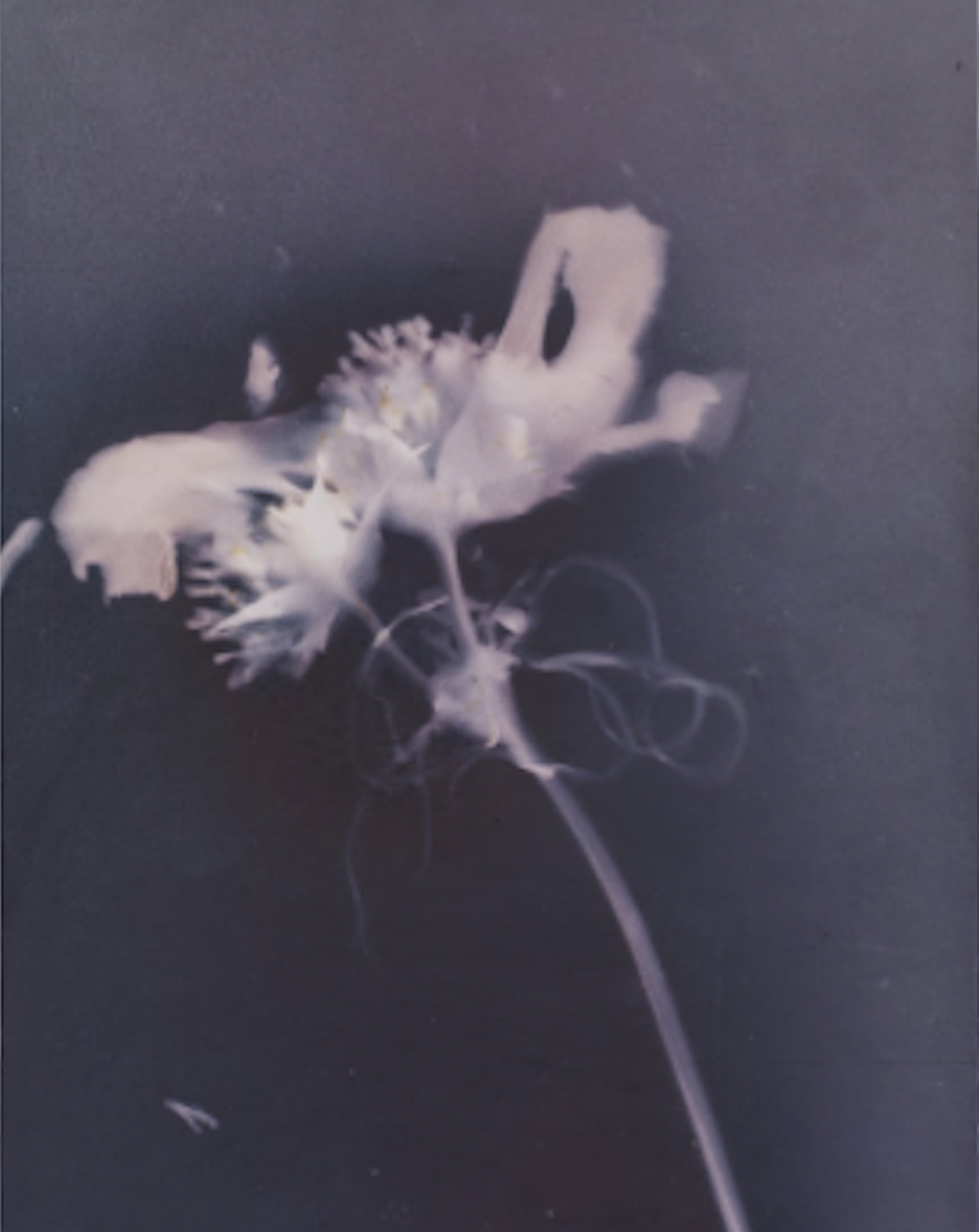 slightly darker coloured photographic print of a flower almost black background