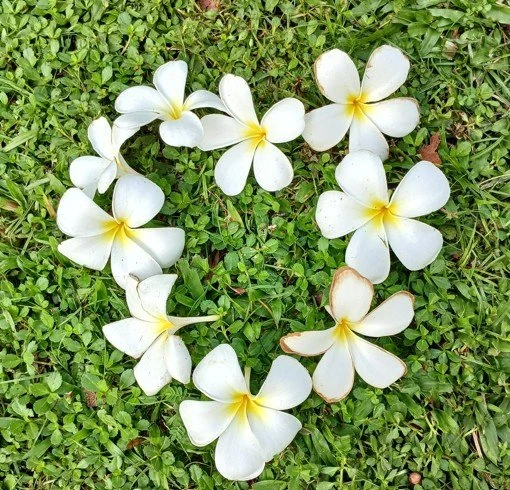 The Caregivers Circle: Weaving Wellness for Carers