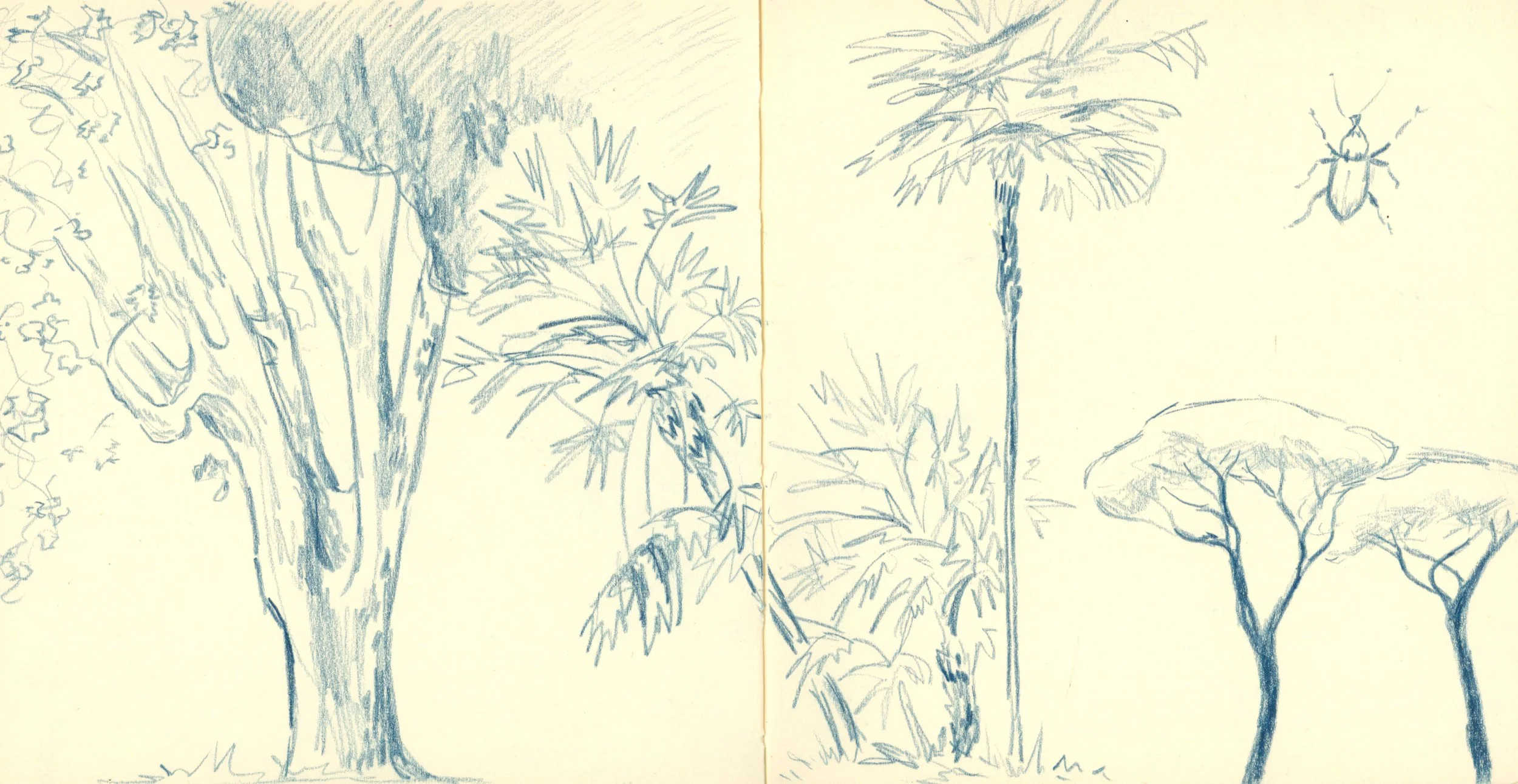 Borghese Garden Trees
