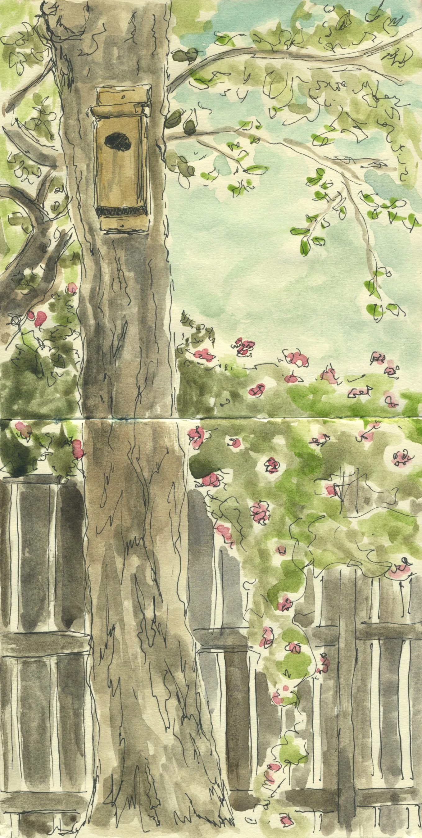 Backyard Roses