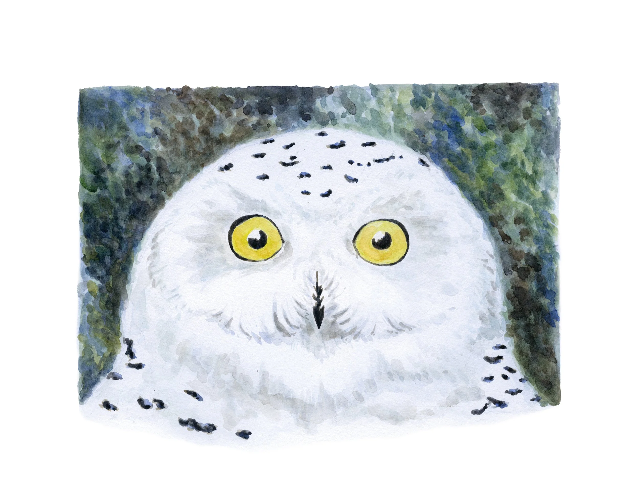 february owl 72.jpg