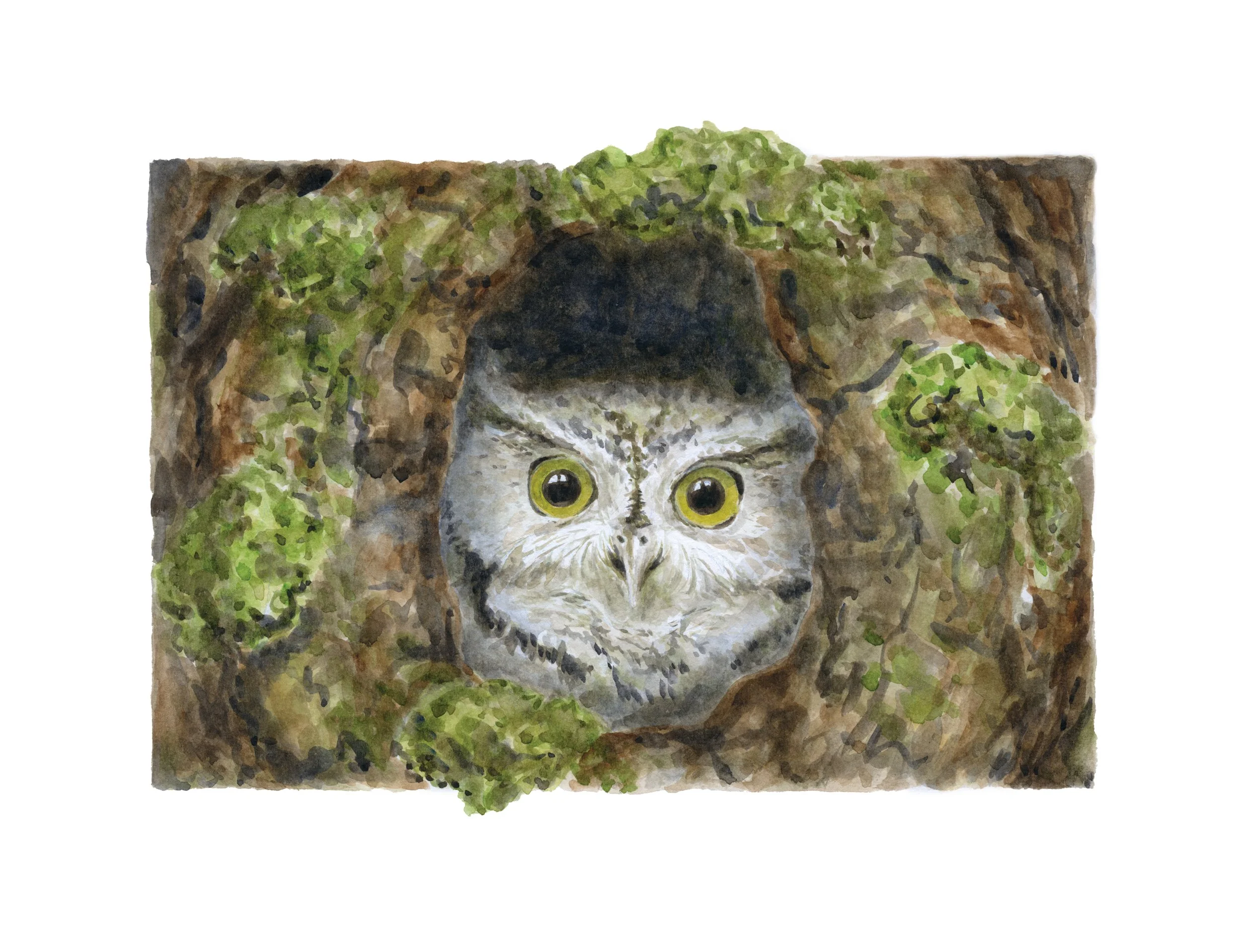 western screech owl combined.jpg