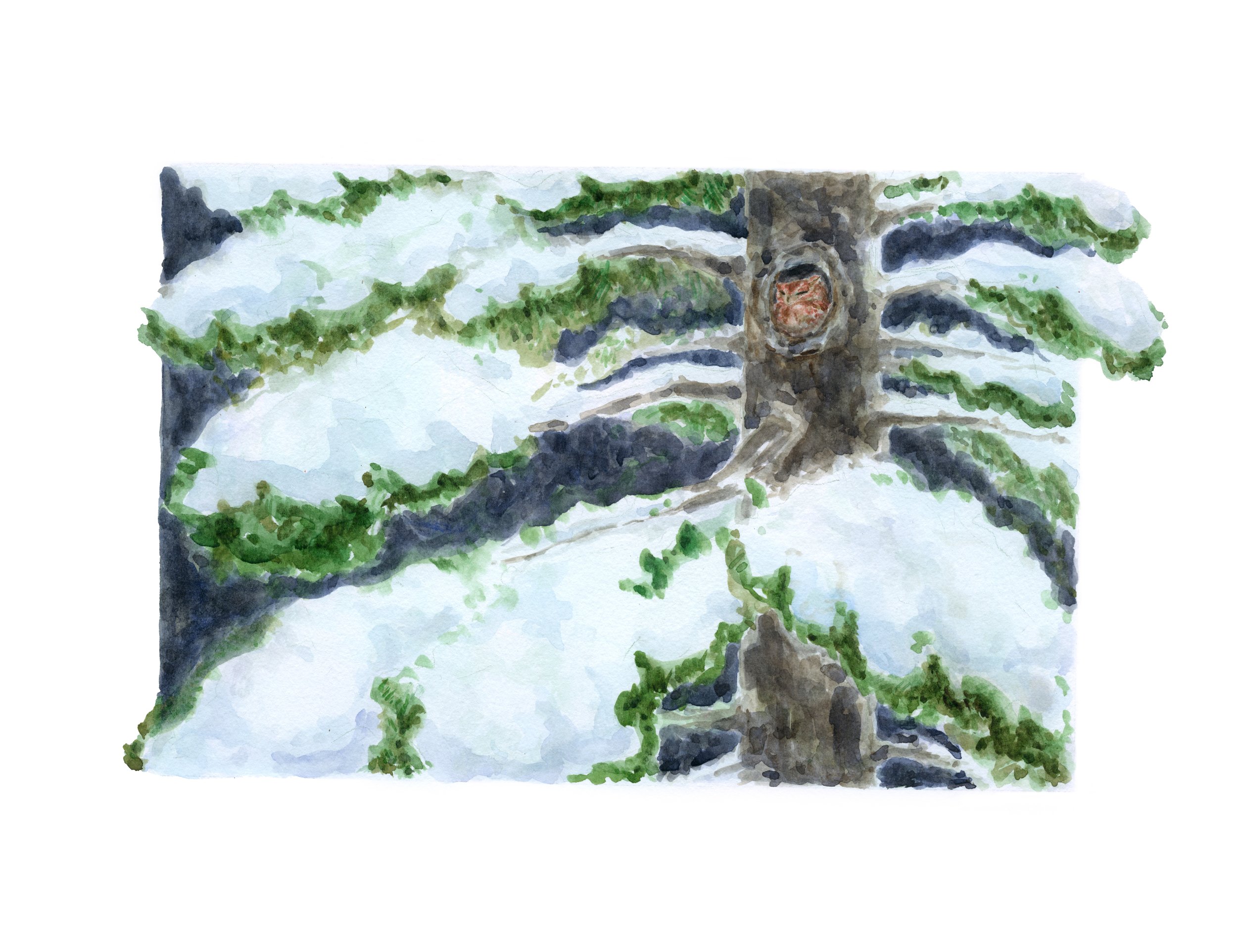 december owl 72.jpg