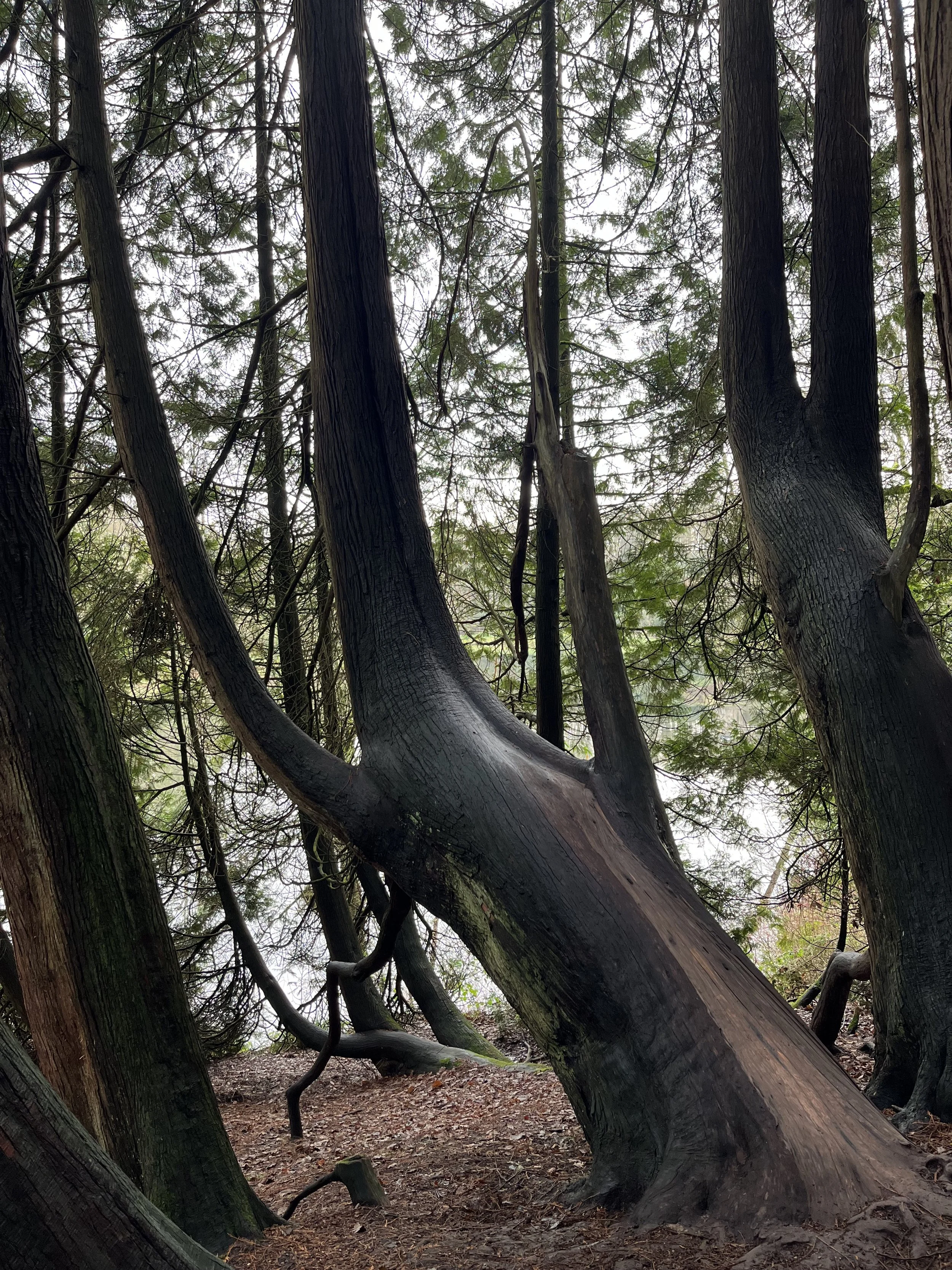 A forest scene with multiple tall, dark-colored trees and a large, leaning tree in the foreground.