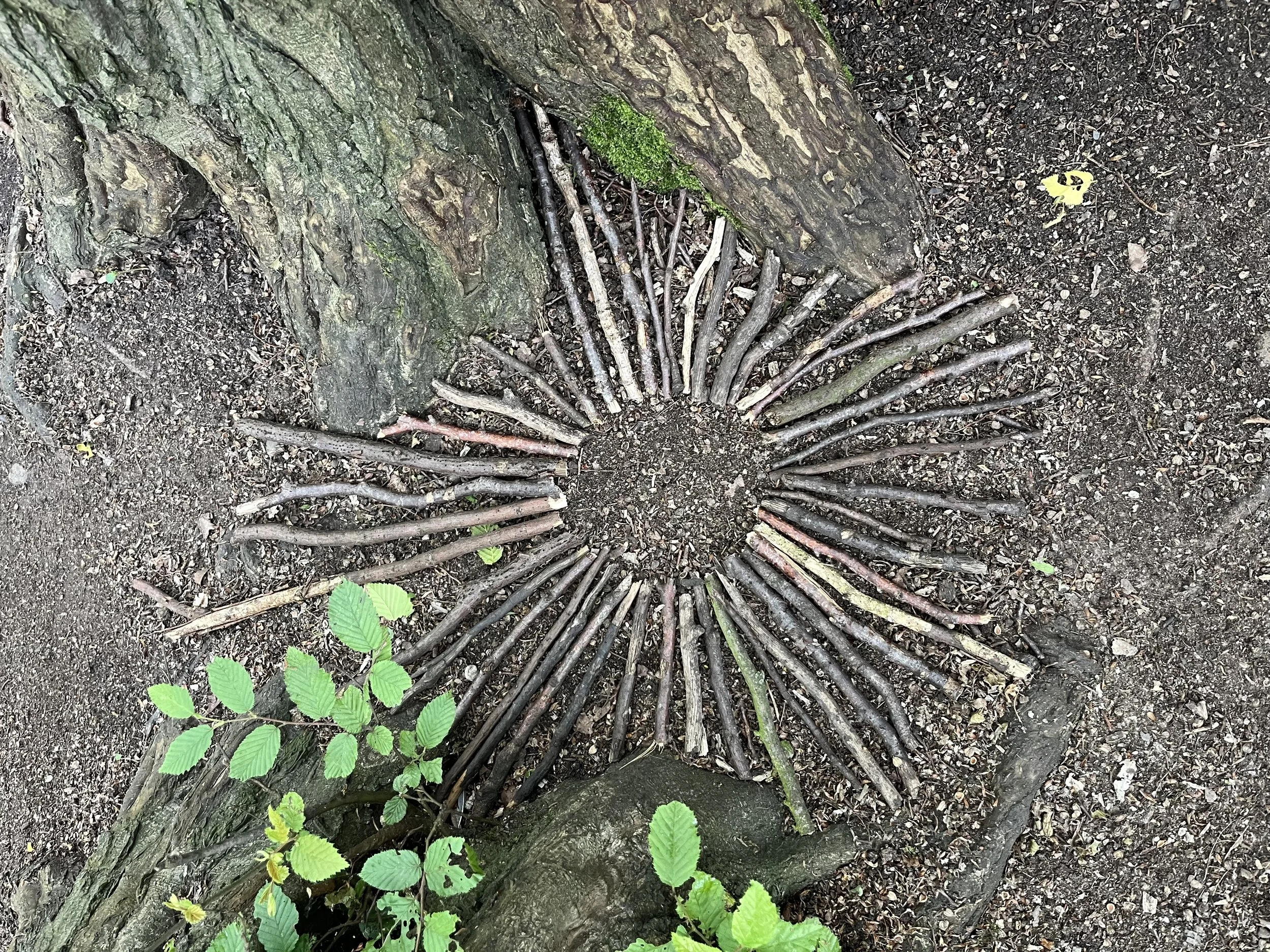 A circular arrangement of tree branches and sticks on the forest ground near a tree trunk.