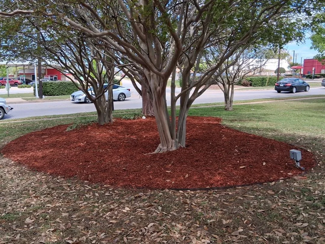 Beautiful trees surrounded by a rind of decorative red dirt.