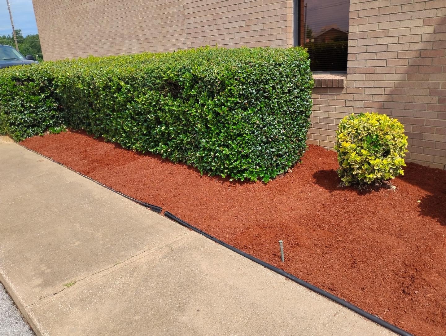 Well-maintained flower bed with neatly trimmed bushes and mulch, next to a brick building and sidewalk.