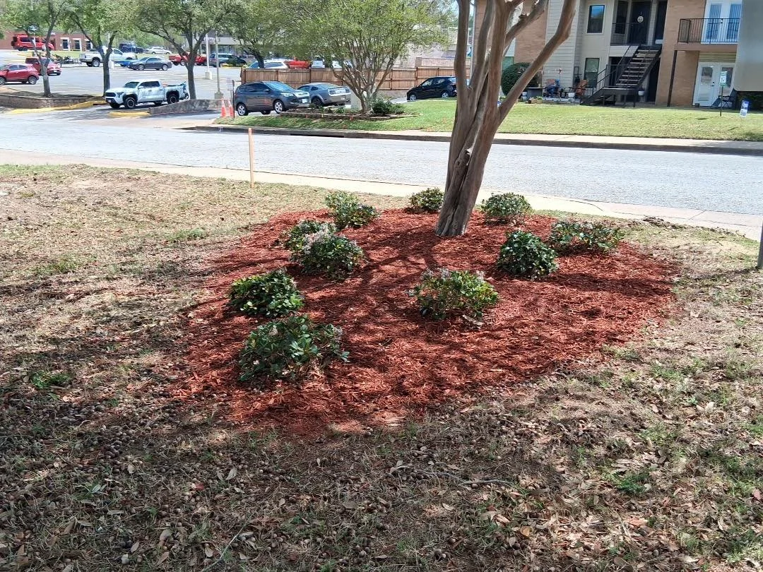 Tree planted in patch of bright red soil and surrounded by decorative flower bushes.