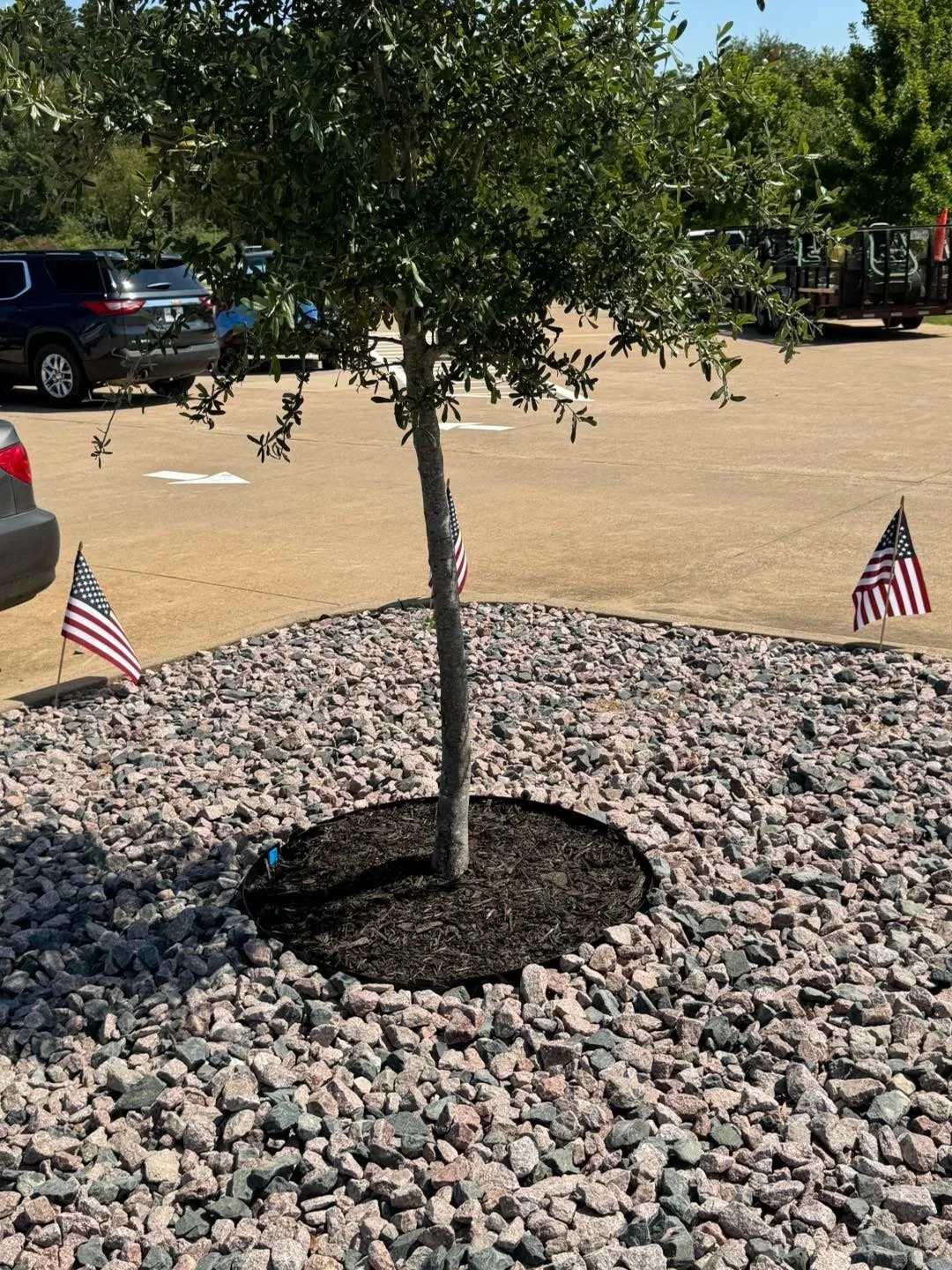 A young tree planted in a rock mulch circle in a parking lot, decorated with two small American flags on either side of the tree.