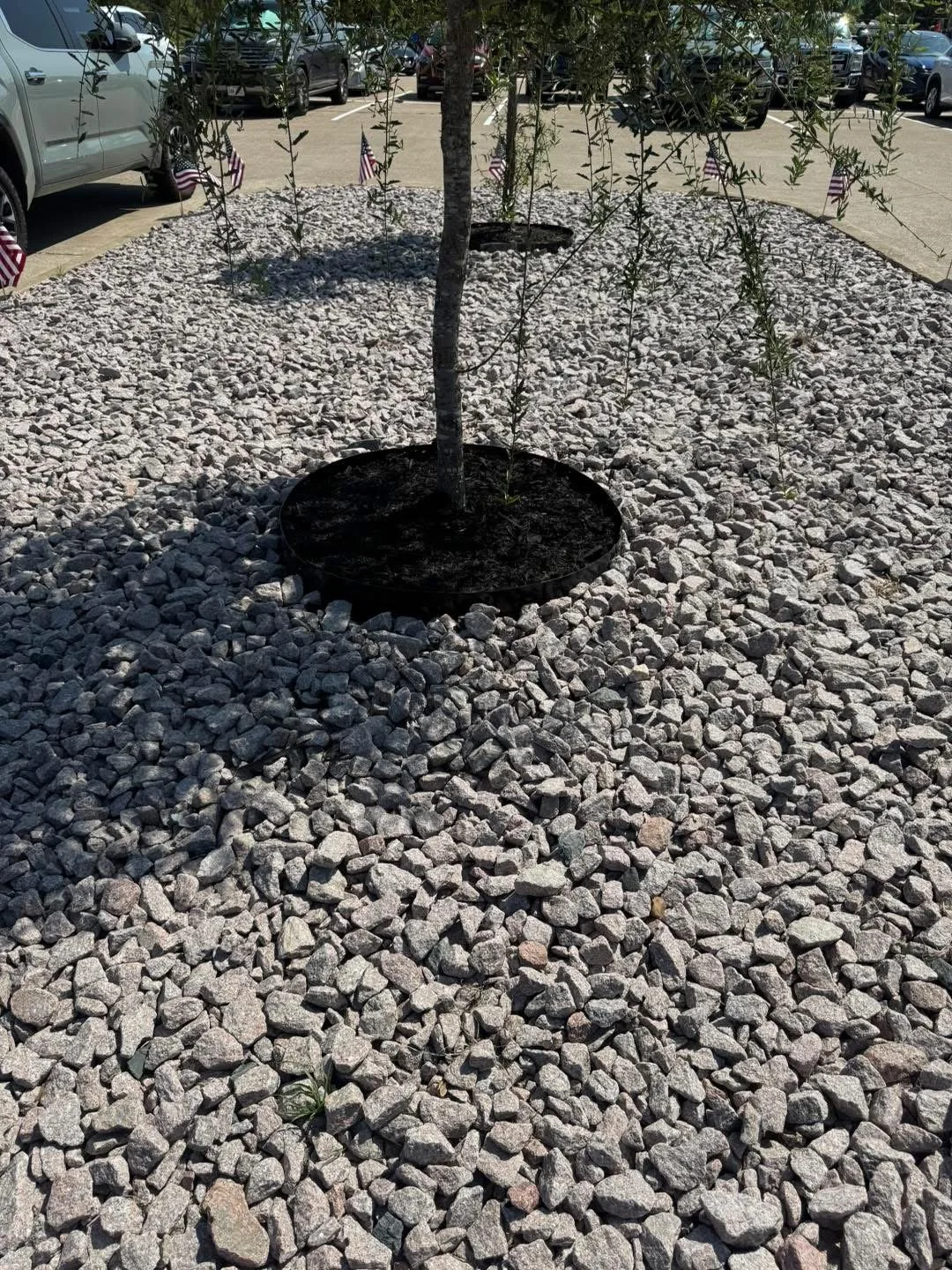 Small tree with green leaves planted in a round black pot surrounded by white gravel mulch in a parking lot with parked cars and small American flags.