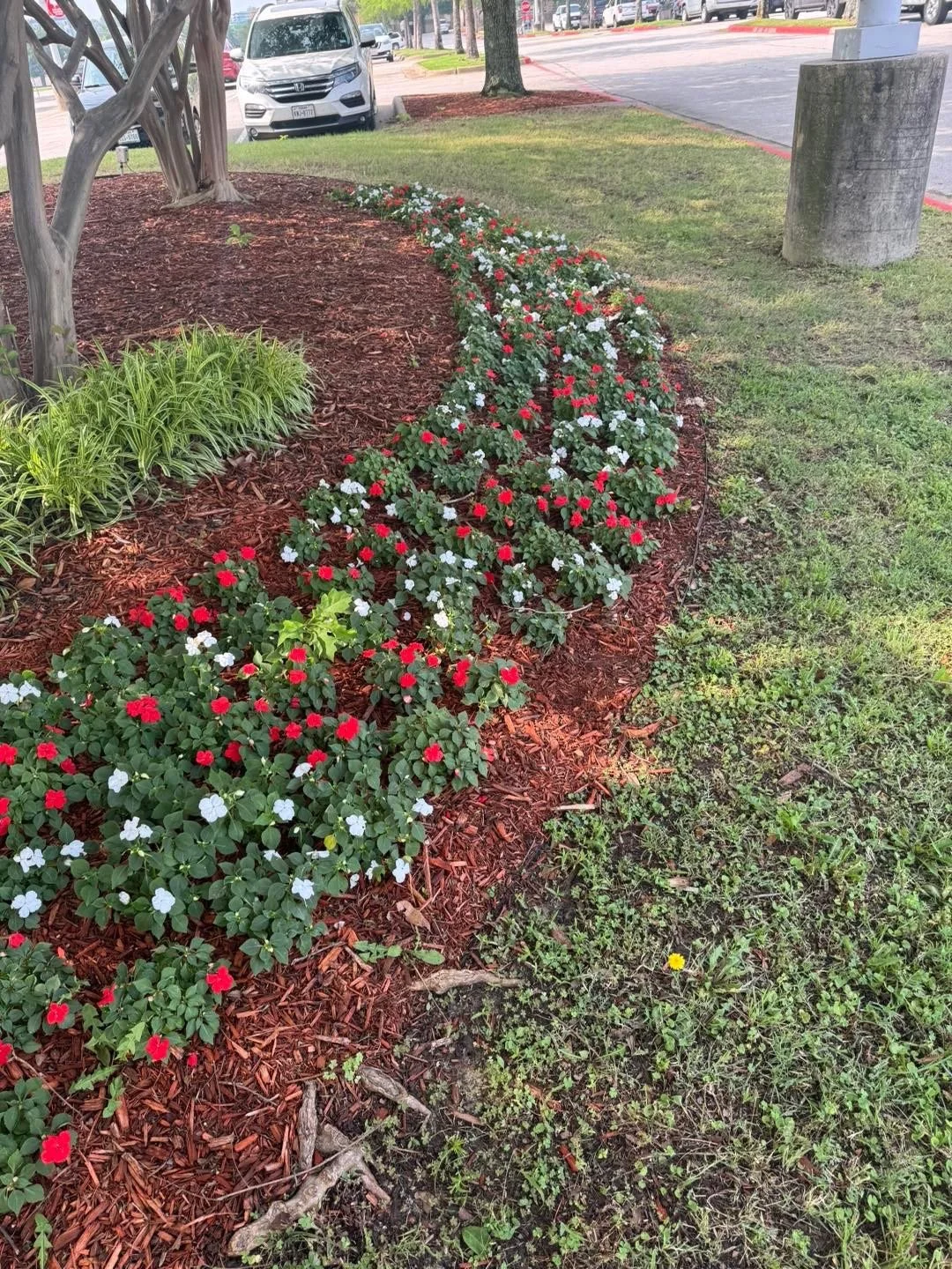 A landscaped flower bed with red and white flowers, mulched with wood chips, along a grassy area near a parking lot containing several cars and trees.