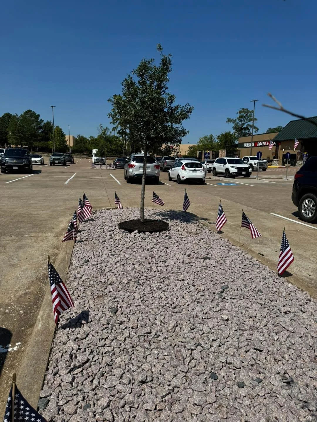 A young tree planted in a landscaped patch with small rocks, decorated with multiple small American flags, in a parking lot near a shopping center under a clear blue sky.