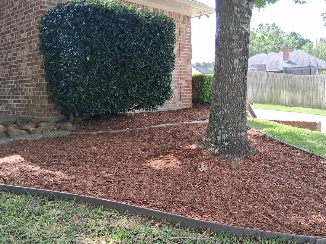 A backyard garden bed with reddish mulch, a large tree with textured bark, a neatly trimmed bush, a brick house wall, and a wooden fence in the background, under a clear sky.