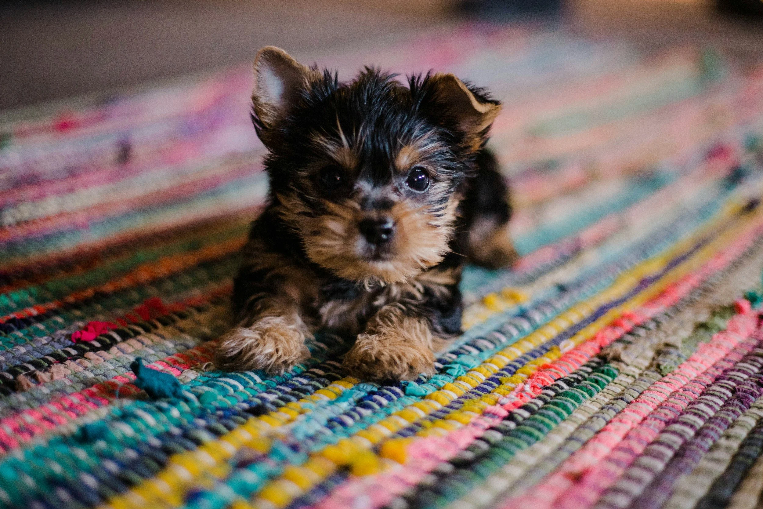 A small Yorkshire Terrier puppy with black and tan fur, sitting on a colorful woven rug, looking at the camera.