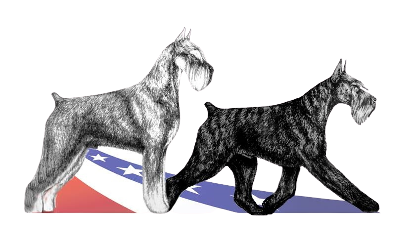 Two Scottish Terriers, one gray and white, standing on a surface with an American flag pattern, against a background of purple, green, and black colors.