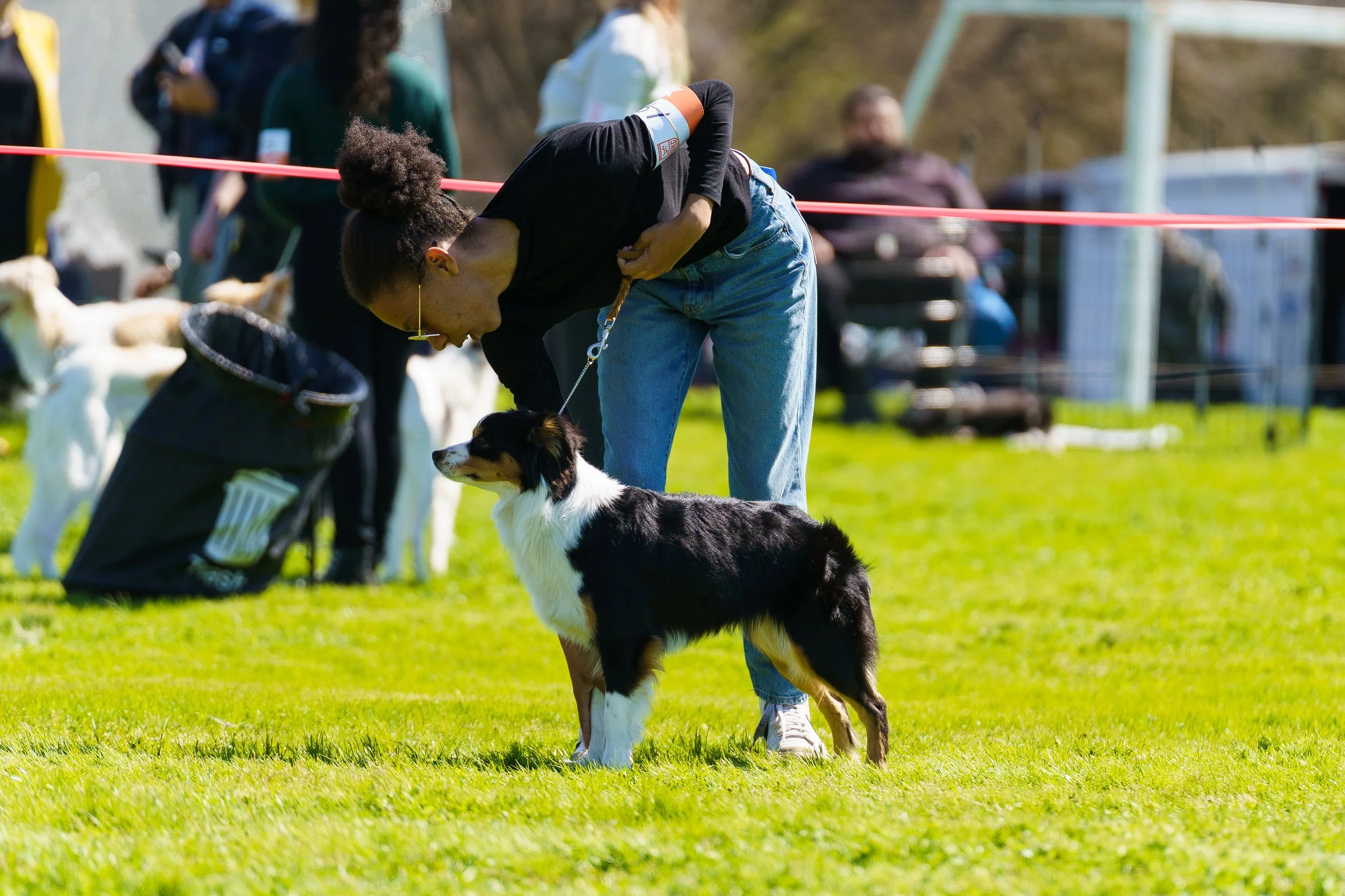 A woman inspecting her black, white, and tan Australian Shepherd dog at an outdoor dog show.