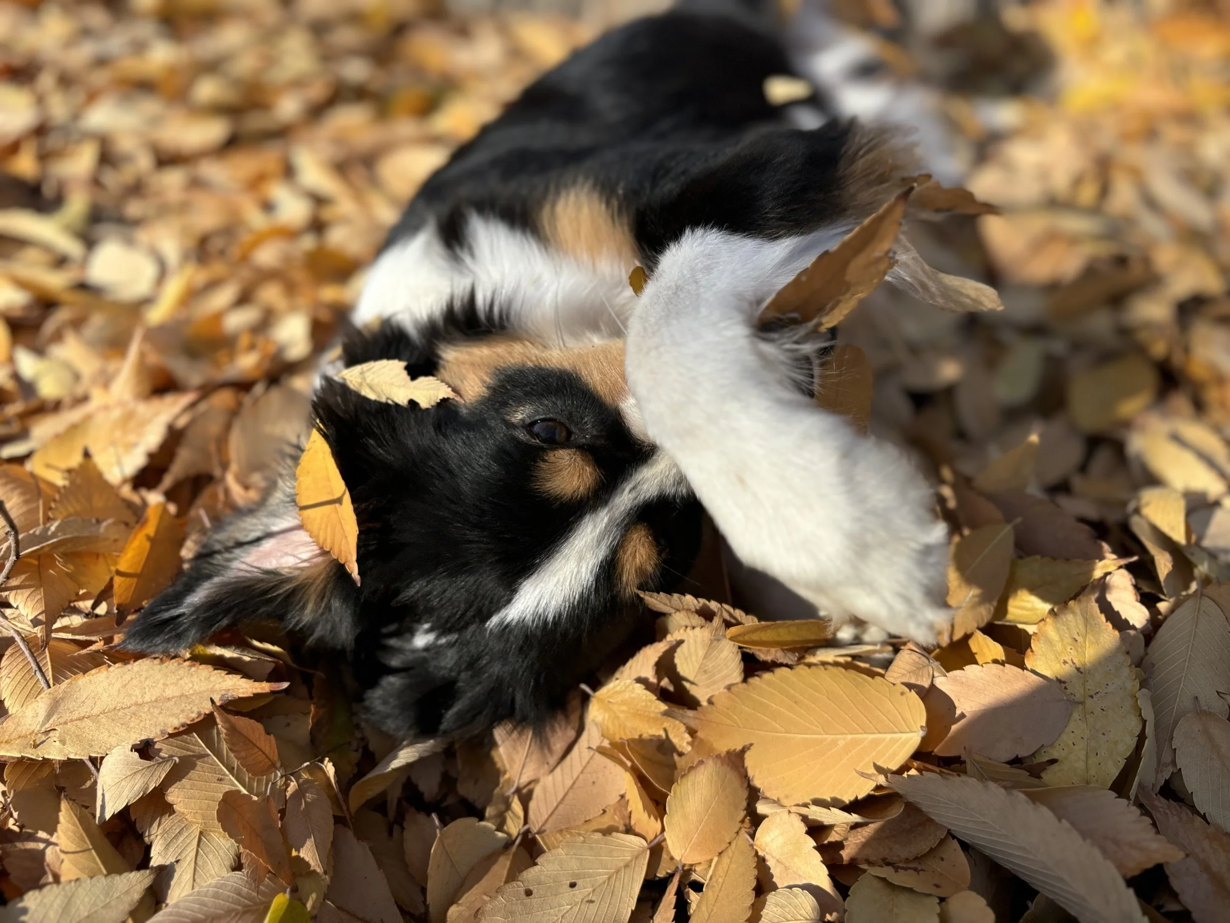 A tricolor puppy lying on its side among a bed of autumn leaves with leaves on its fur.