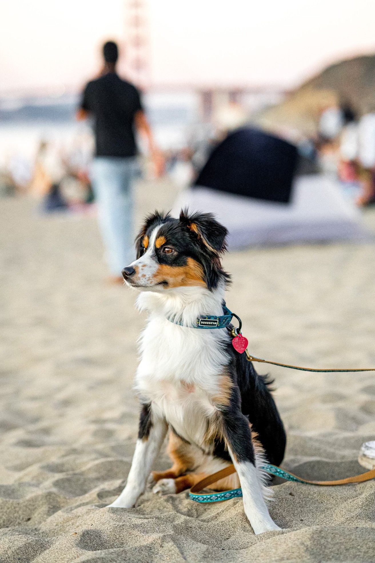 A dog sitting on the sand at the beach, with a blurred person walking in the background and a tent nearby.