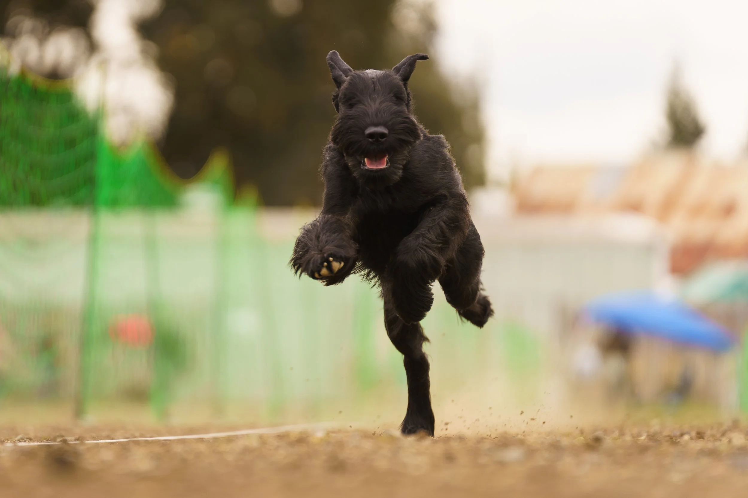 Black Giant Schnauzer dog jumping forward outdoors on dirt ground with blurred green fencing and trees in background.